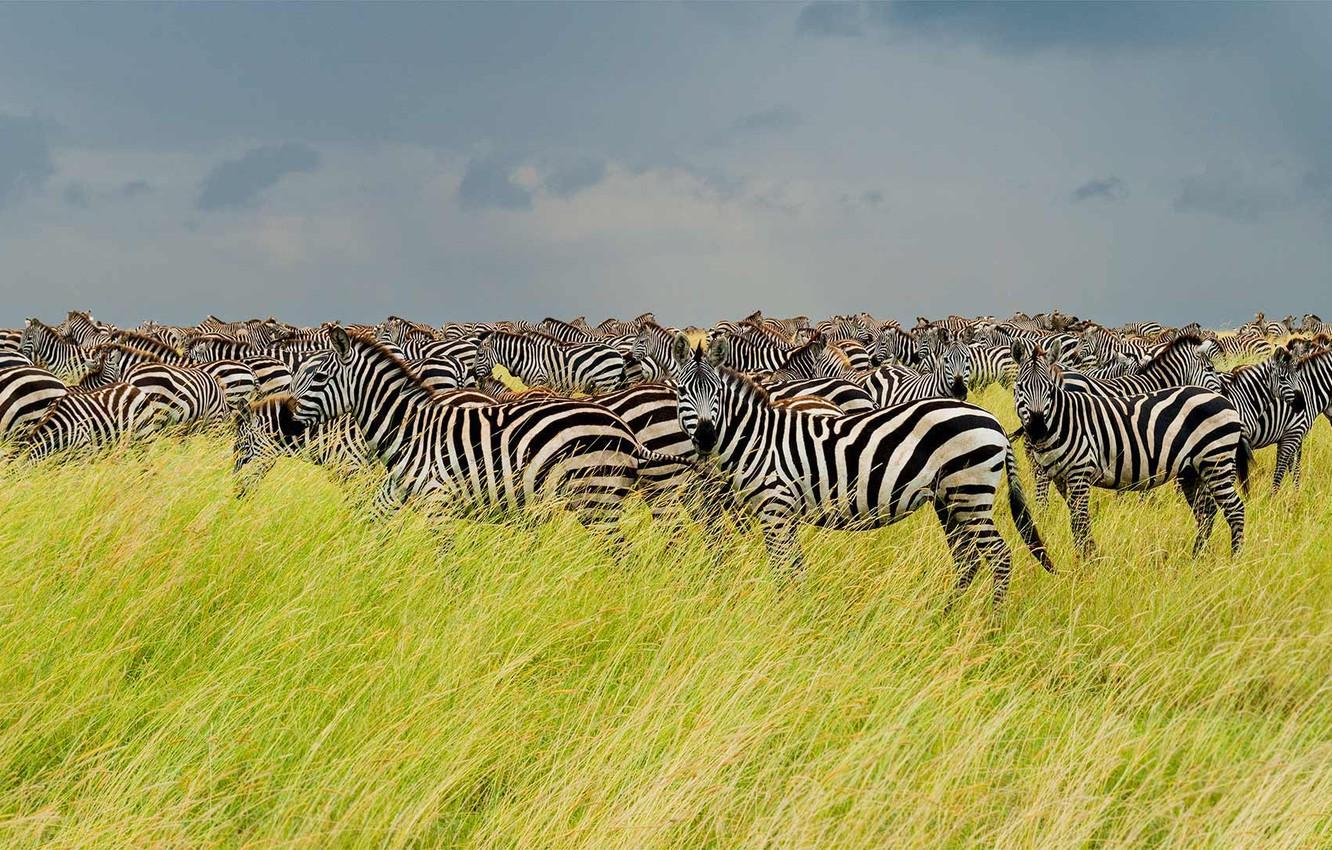 1332x850 Wallpaper Savannah, Africa, the herd, Zebra, Tanzania