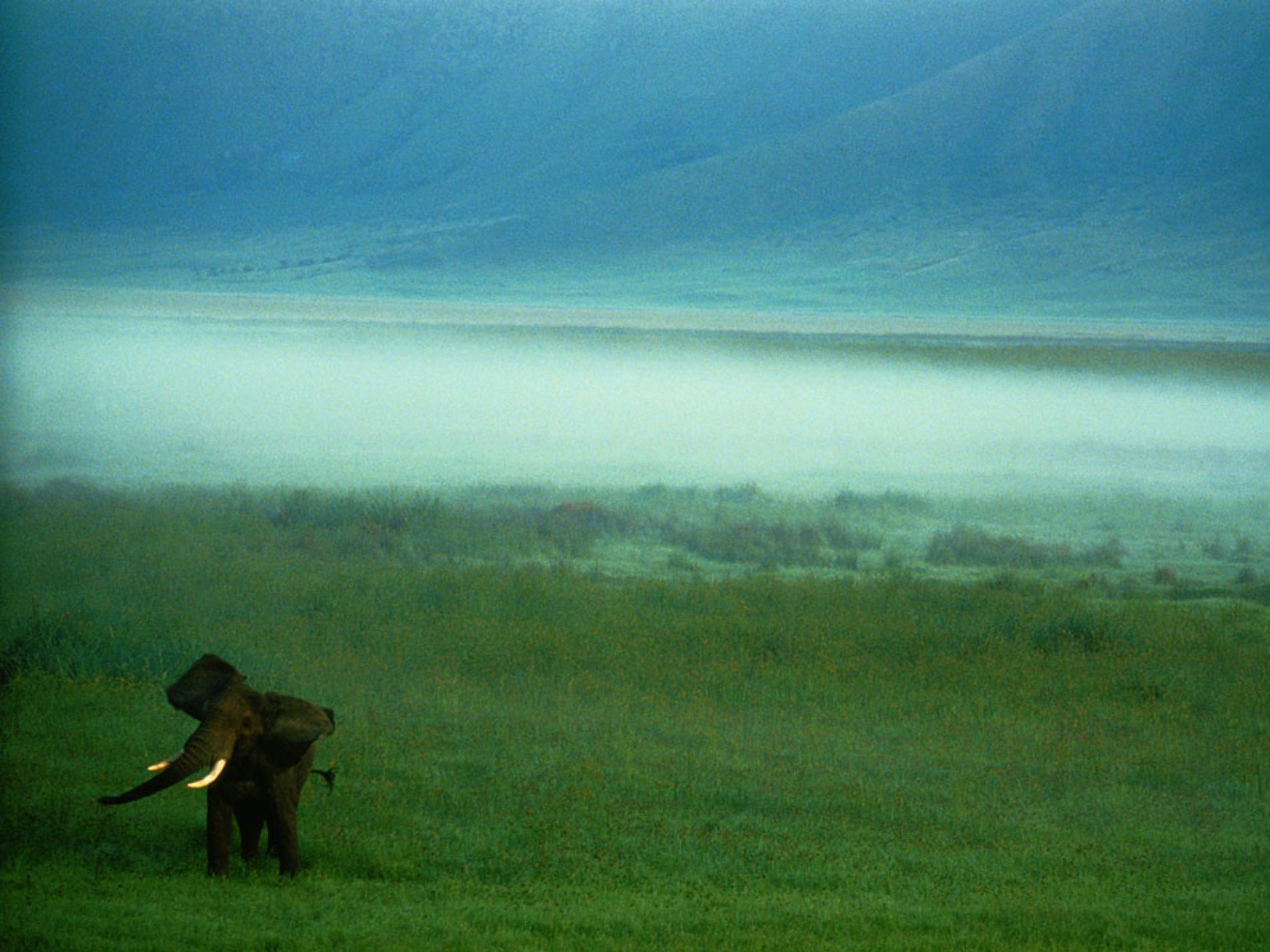 Tanzania Wallpapers - Top Free Tanzania Backgrounds - WallpaperAccess