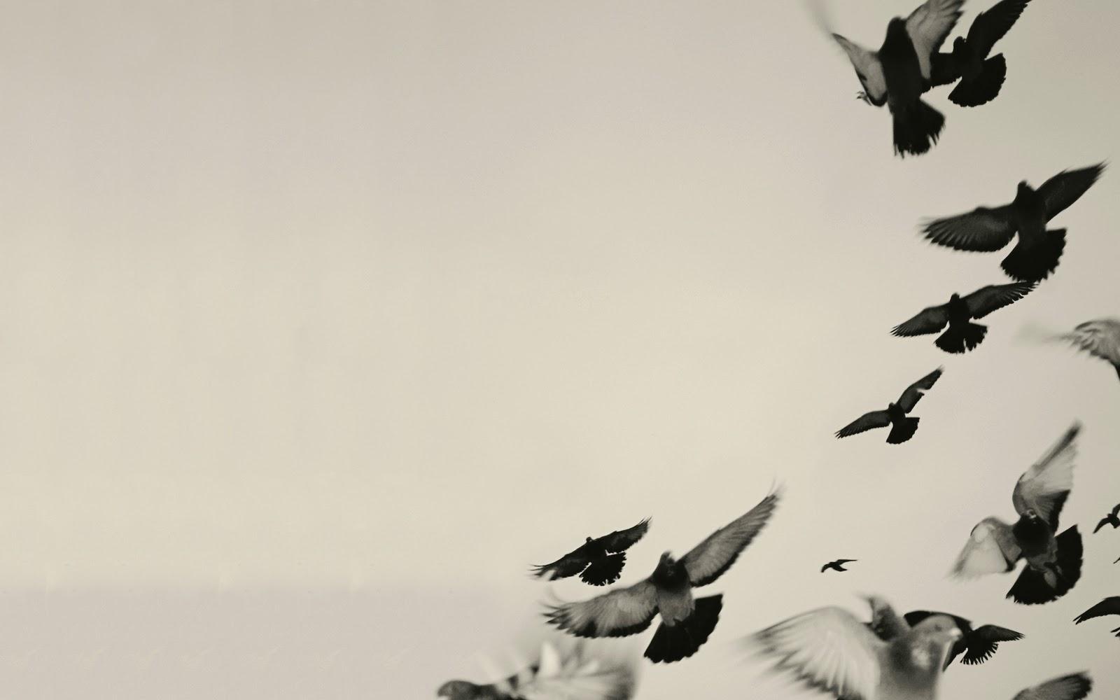 1600x1000 Black Bird Wallpaper RO42K