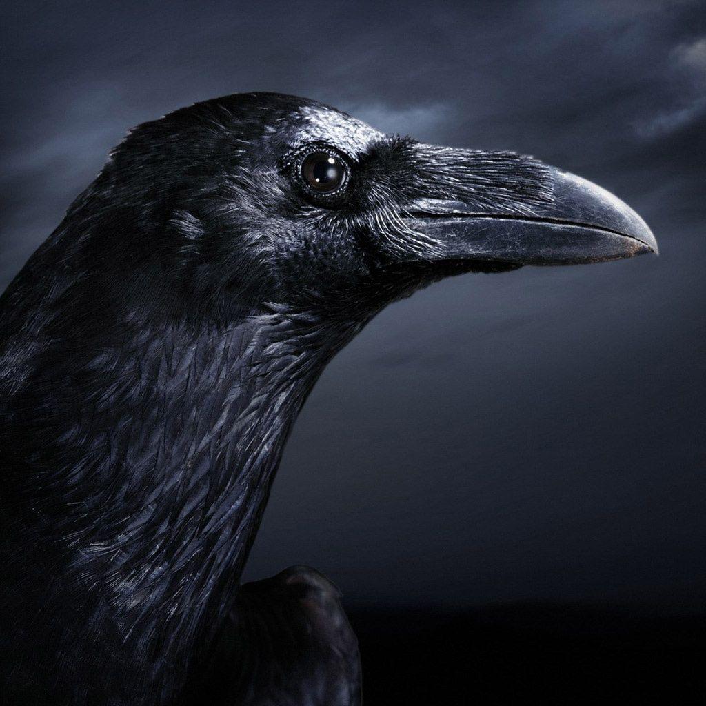 1024x1024 Wallpaper. Crow, Bird