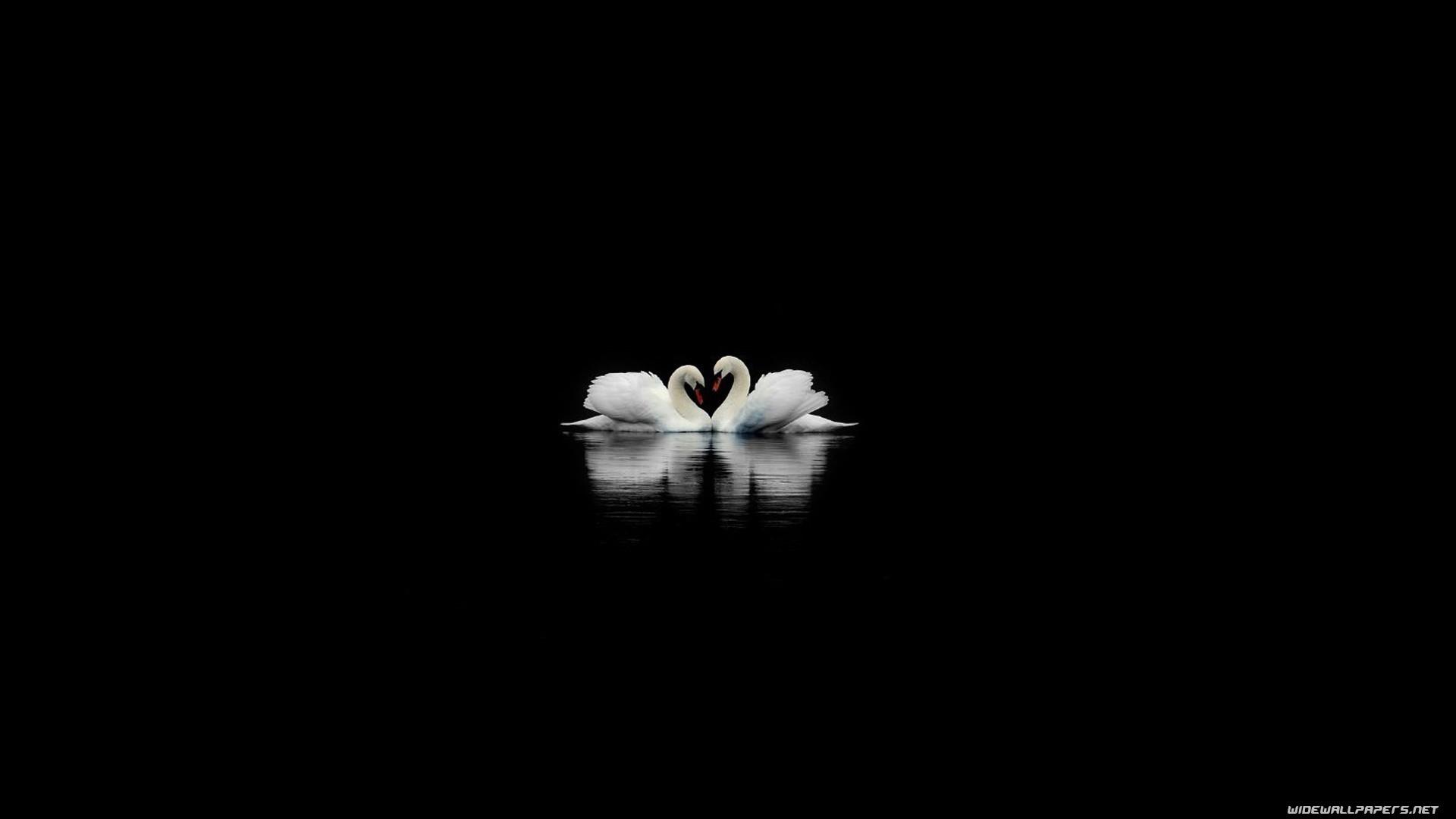 1920x1080 black birds swans white bird black background 1920x1080