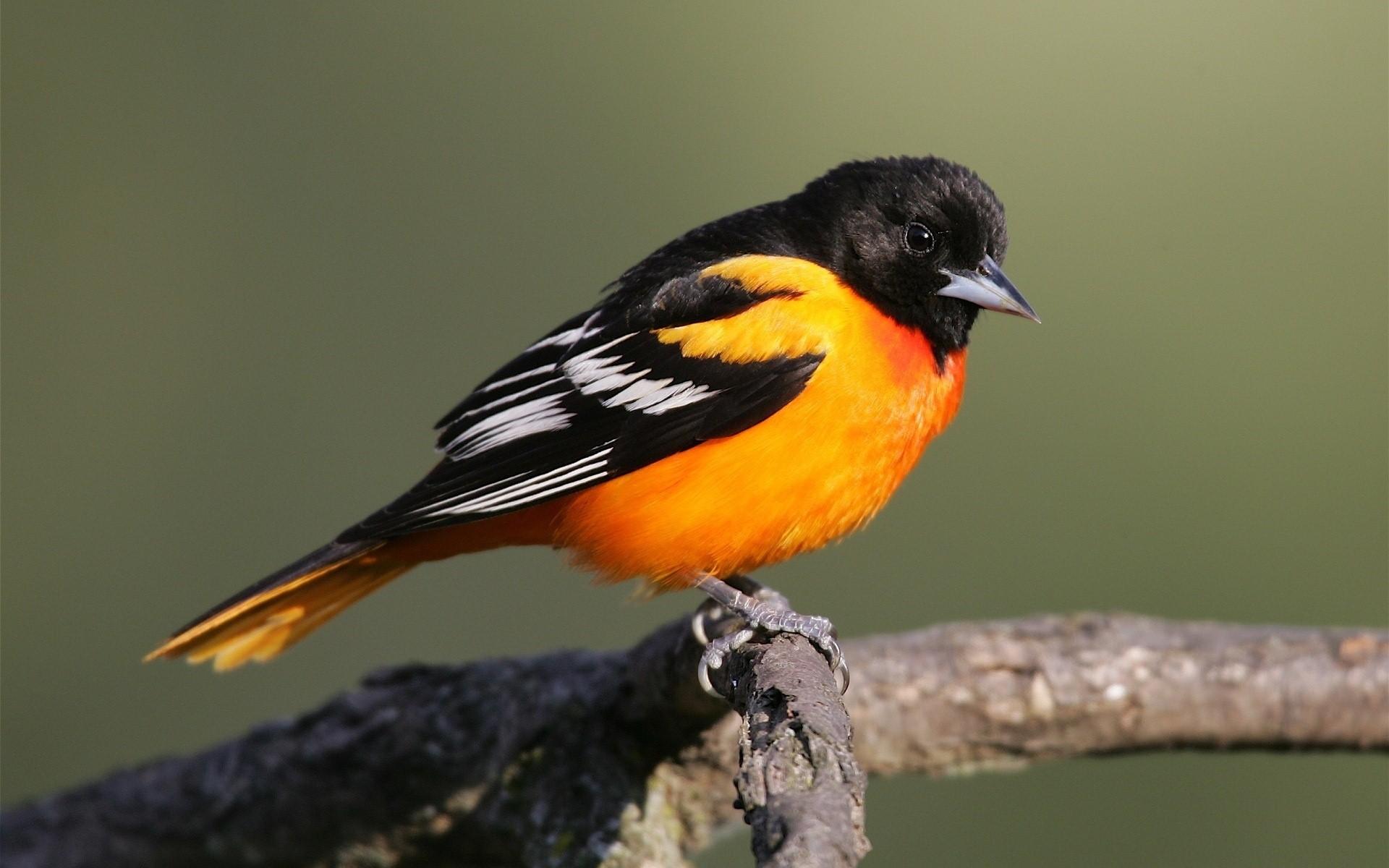 1920x1200 Baltimore Oriole Small Icterid Beautiful Black Bird High