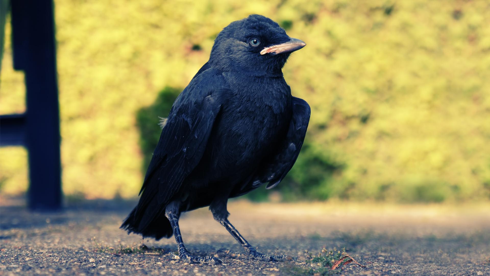 1920x1080 Black bird wallpaper. Black bird