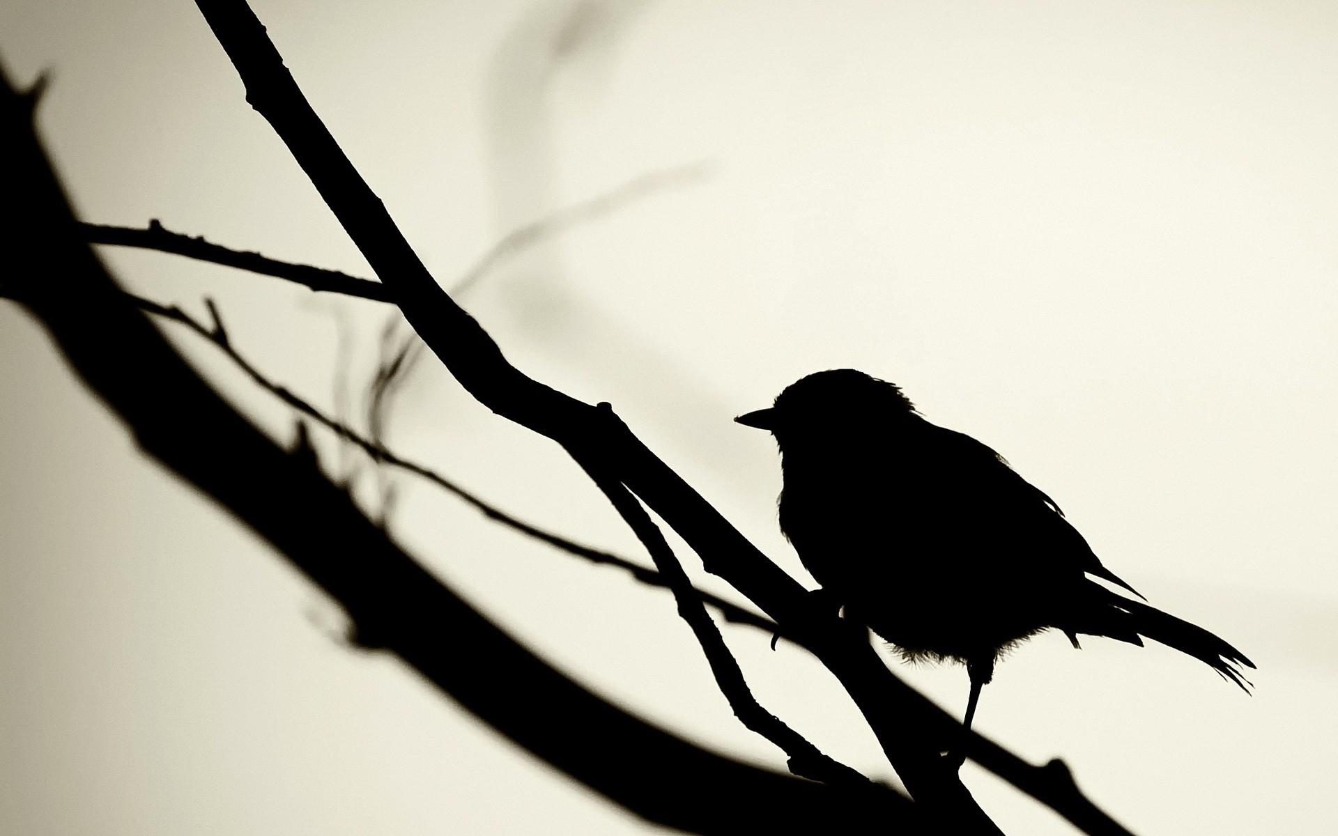 1920x1200 Free Bird Silhouette Wallpaper, Download Free Bird Silhouette Wallpaper png image, Free ClipArts on Clipart Library