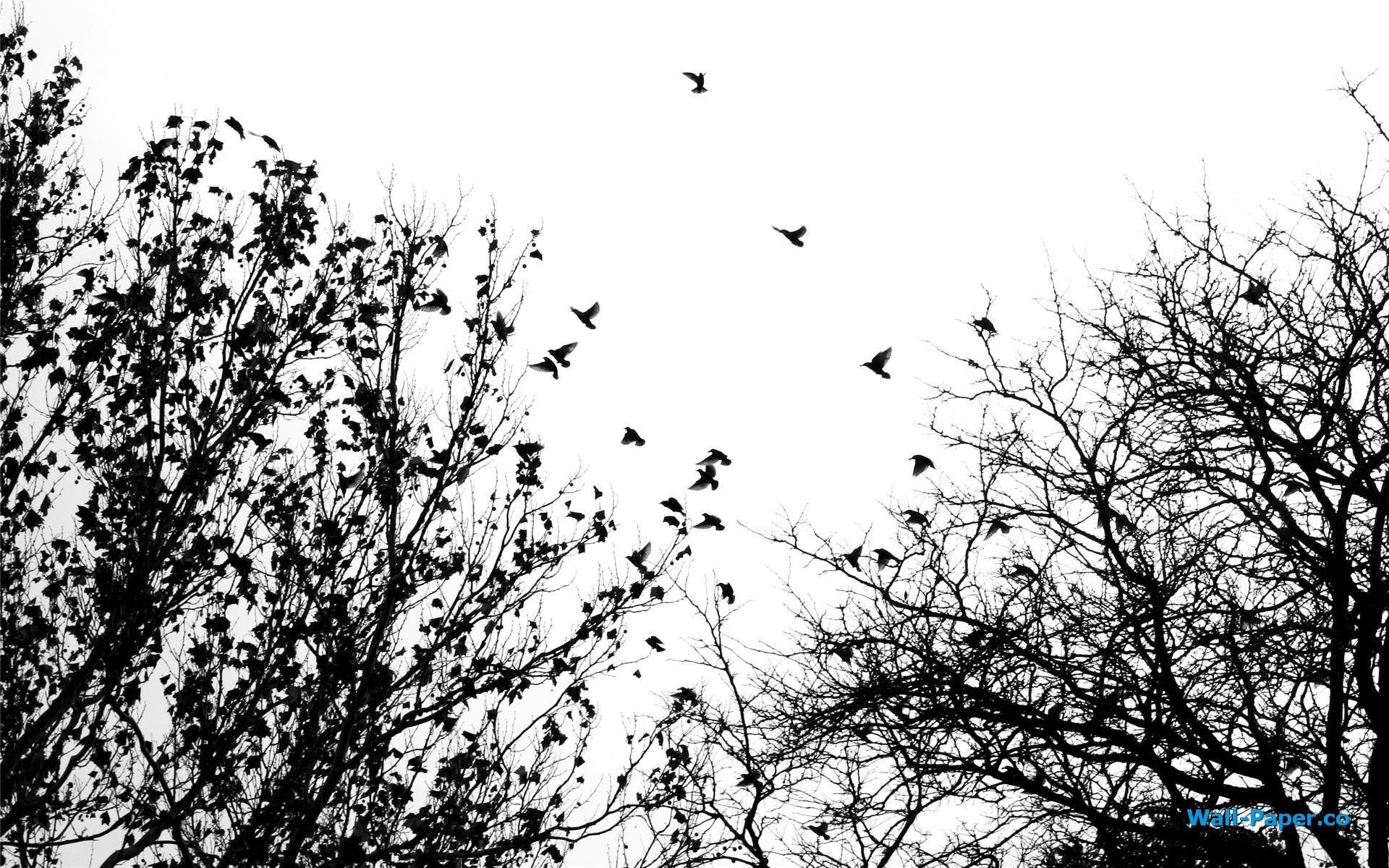 1920x1200 Bird Wallpaper