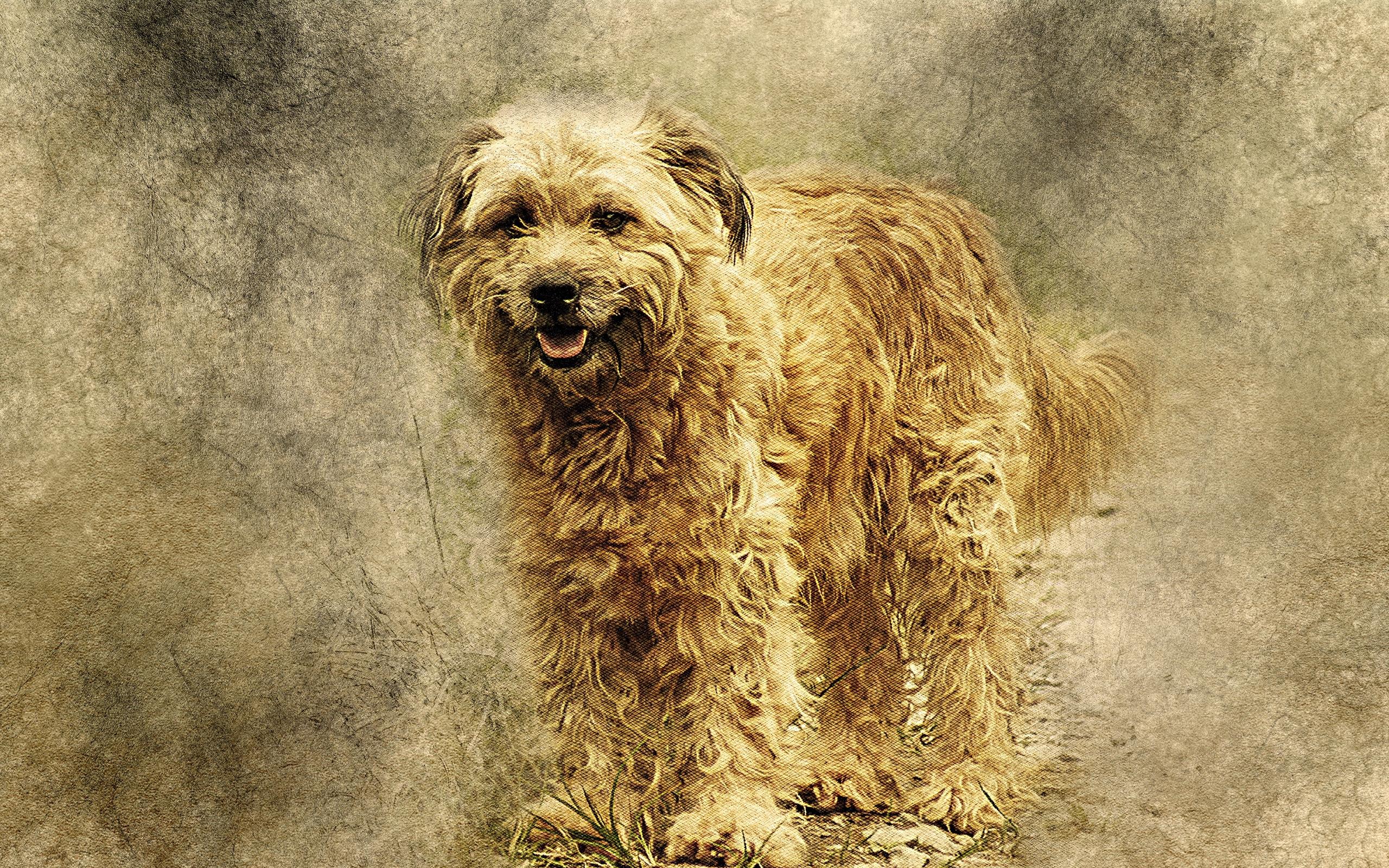 2560x1600 Download wallpaper 2560x1600 dog, art, fluffy widescreen 16