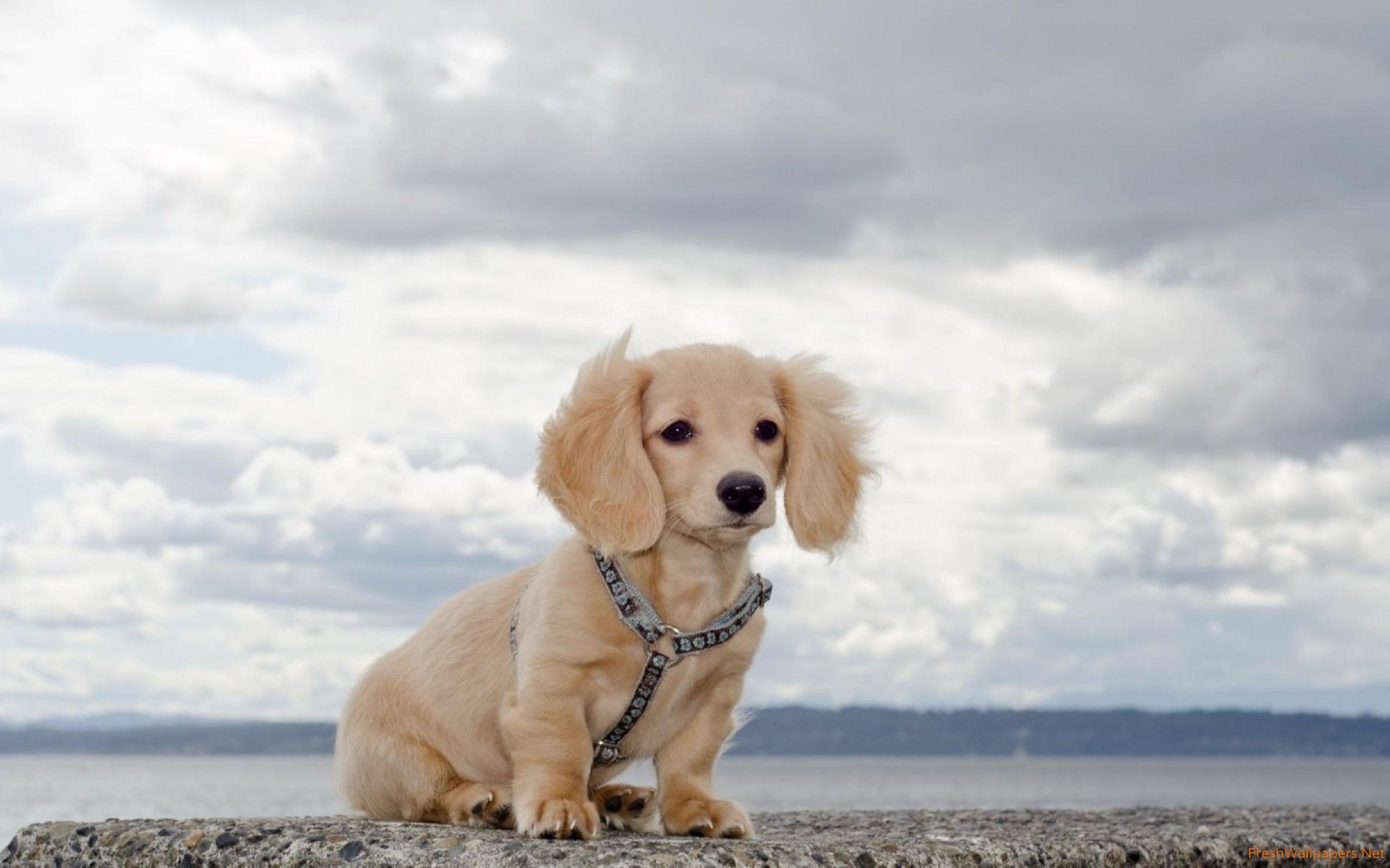 2560x1600 Adorable fluffy dog on a rock wallpaper