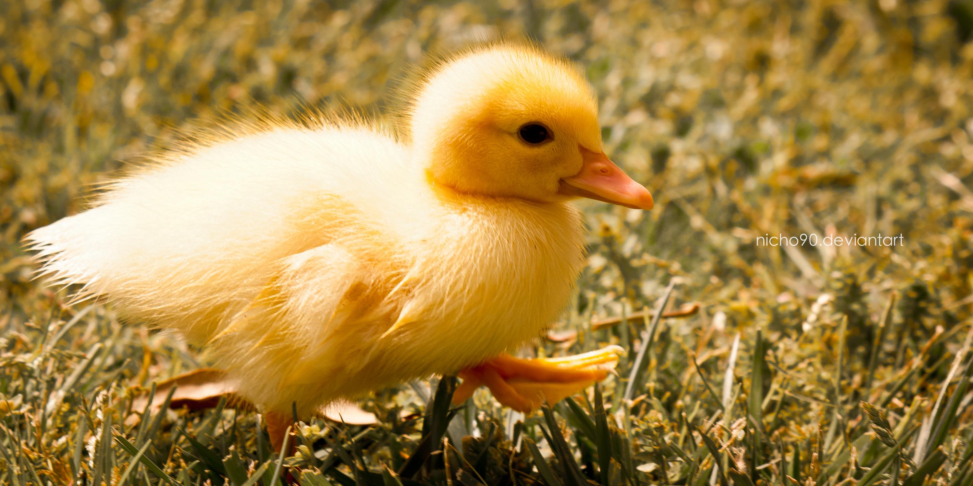 3106x1553 duckling HD Wallpaper