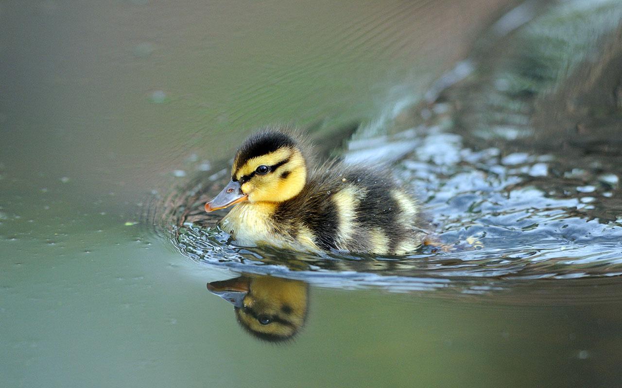 Duckling Wallpapers - Top Free Duckling Backgrounds - WallpaperAccess