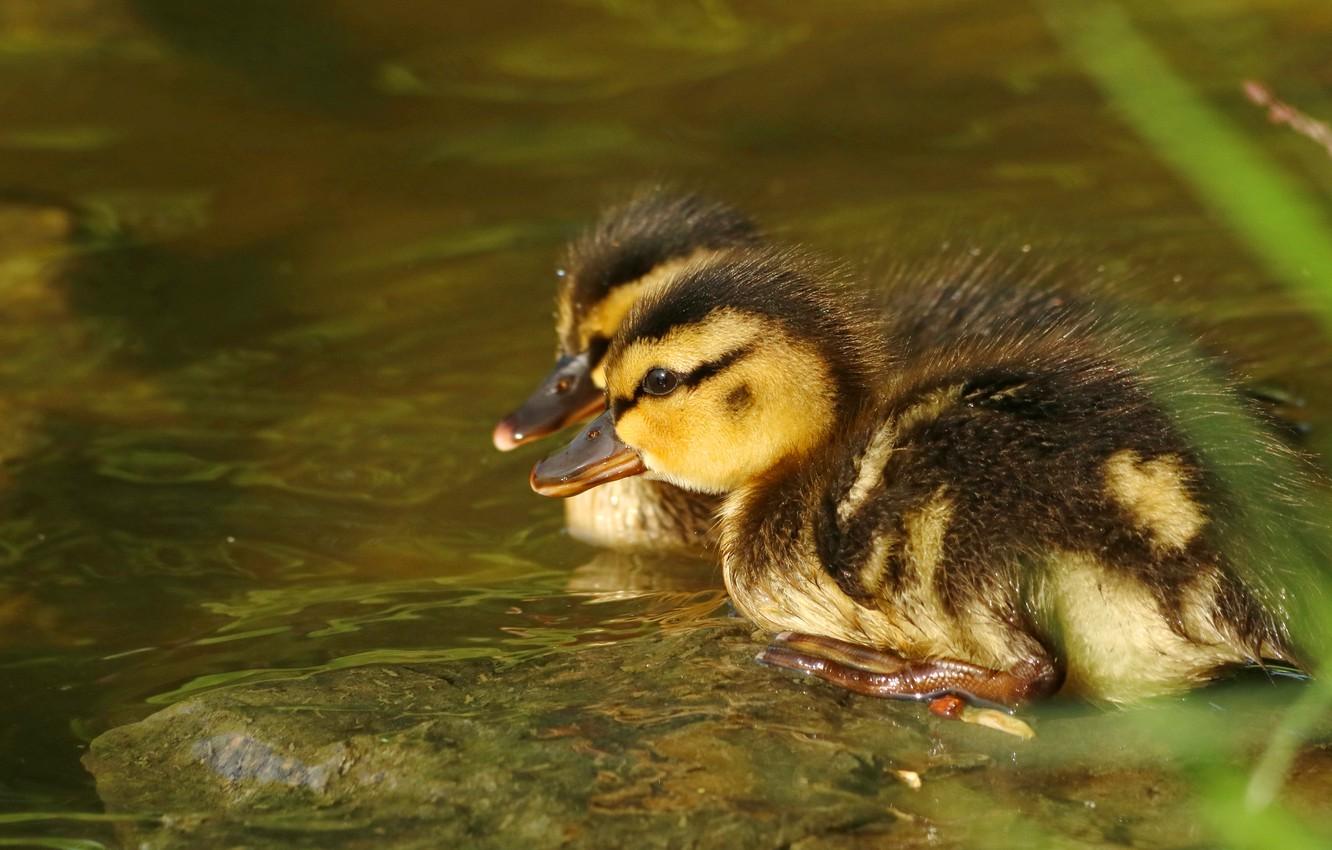 1332x850 Wallpaper water, birds, stone, duck, pair, a couple