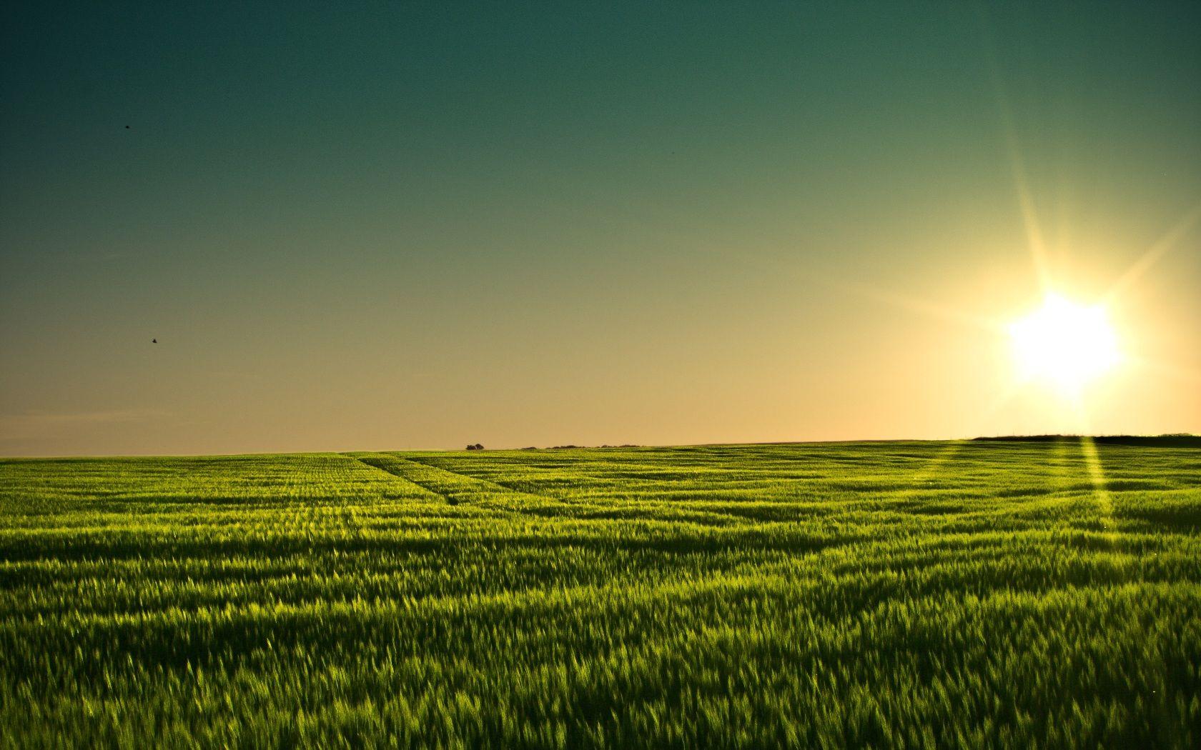 1680x1050 HD Corn Field Computer Background 1680x1050. wallpaper