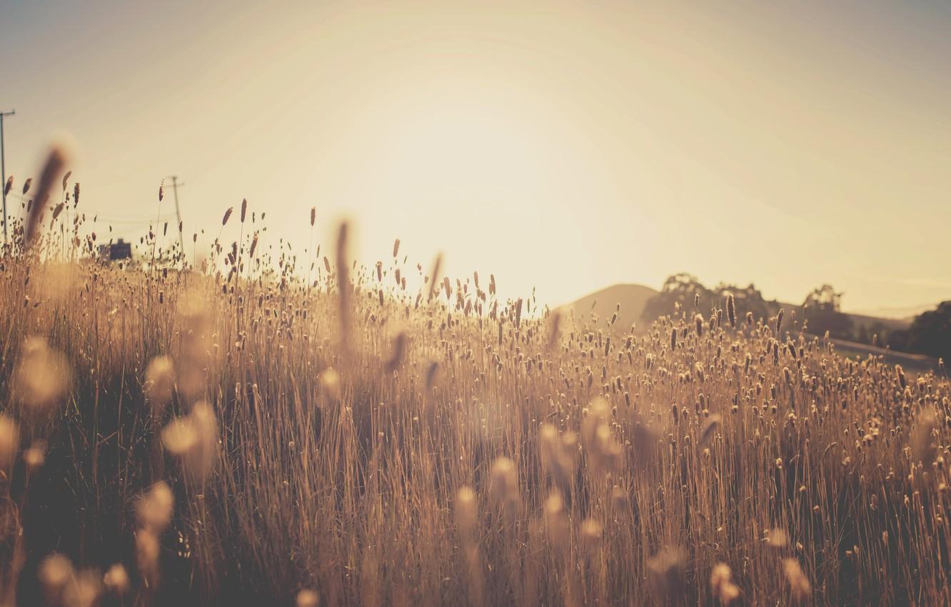 1332x850 Wallpaper field, the sun, ears, Sunset in the corn field