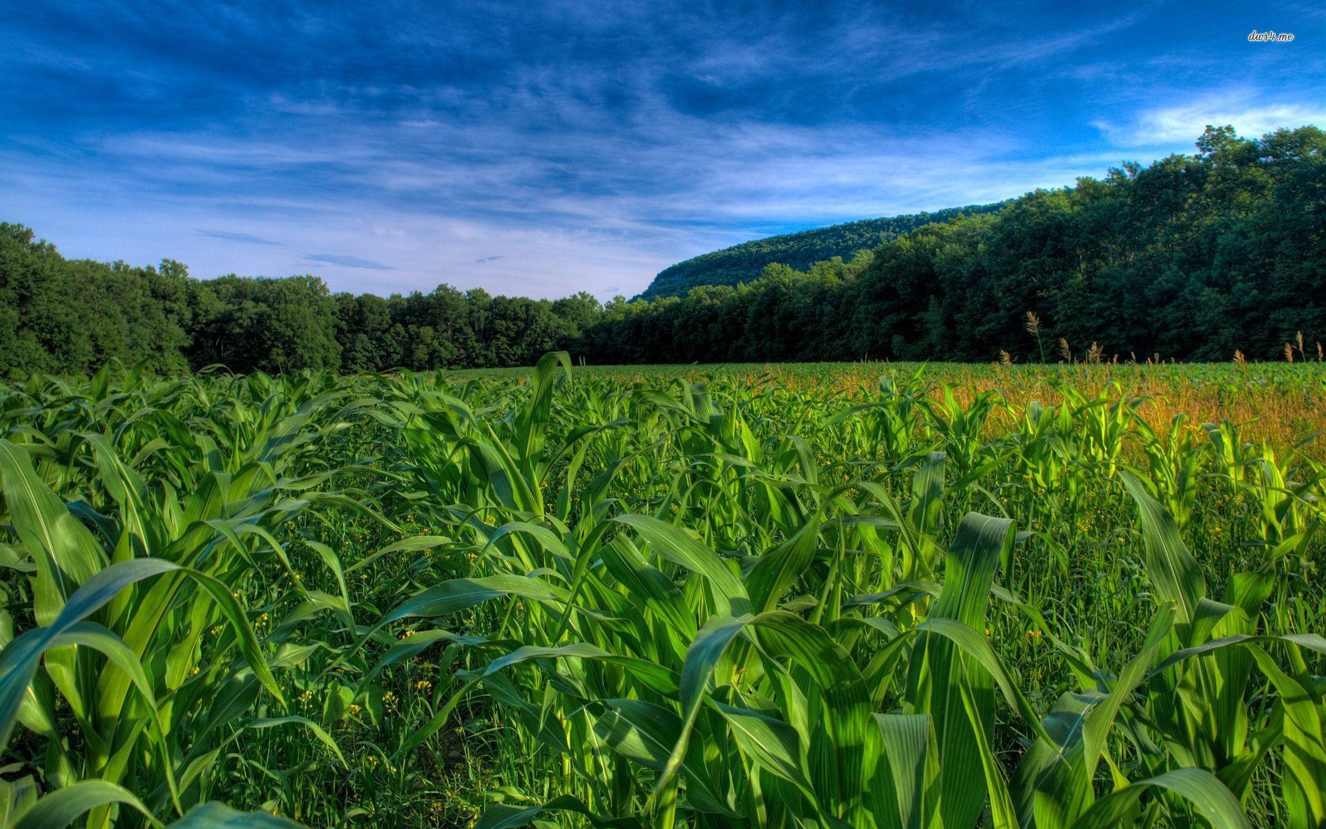 Corn Field Wallpapers - Top Free Corn Field Backgrounds - WallpaperAccess