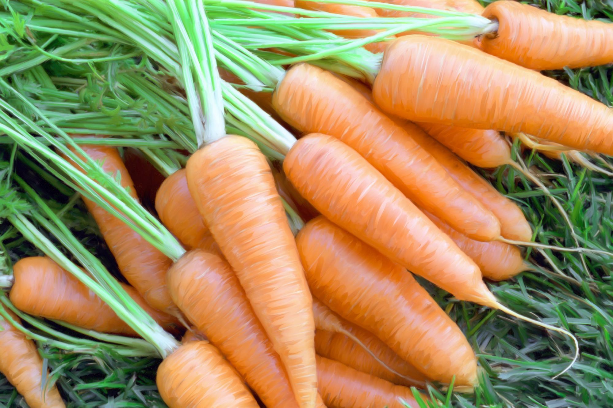 66199 Wallpaper Carrot Images Stock Photos  Vectors  Shutterstock