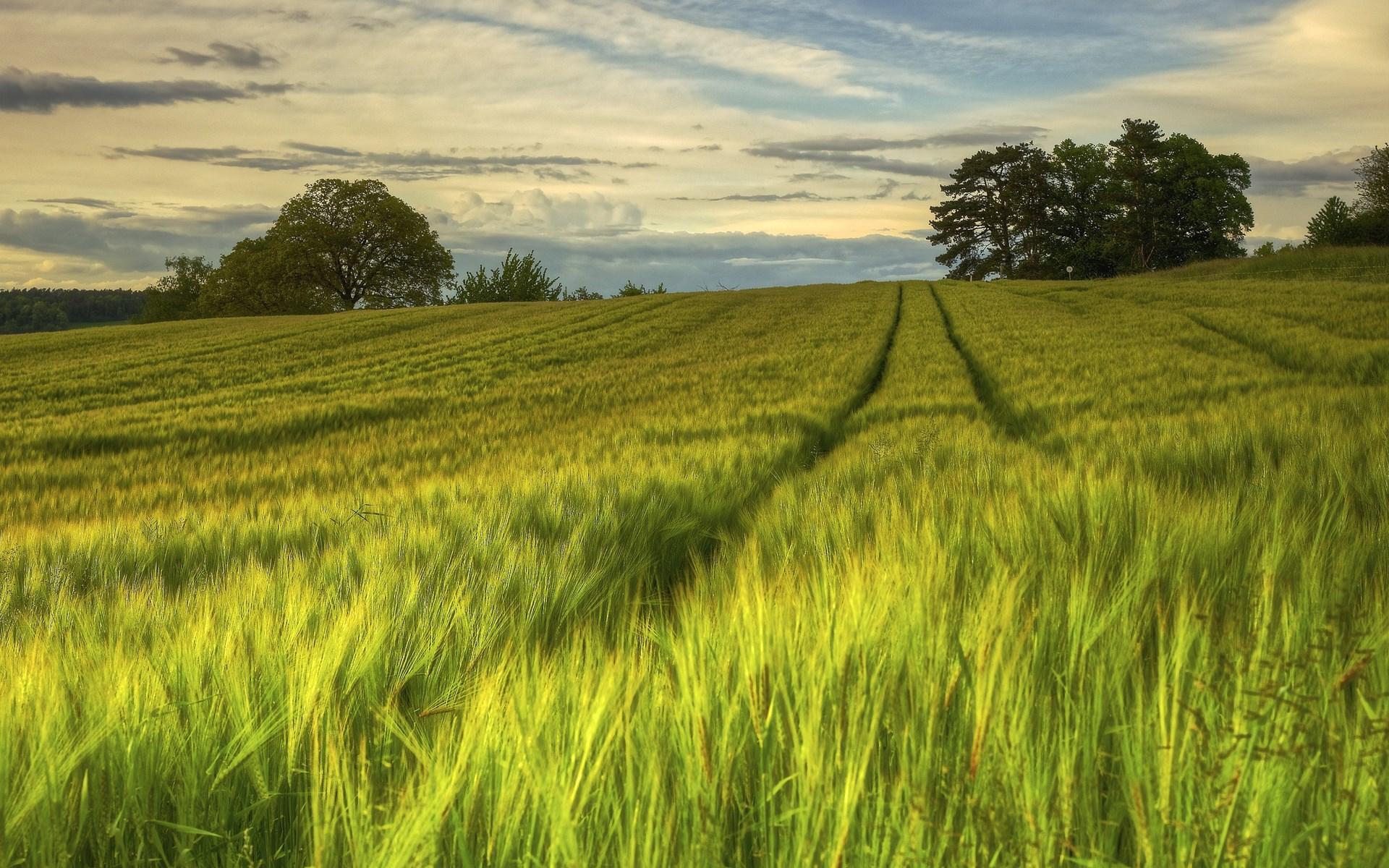 Corn Field Wallpaper Valley Hd Desktop Wallpapers K Hd Images