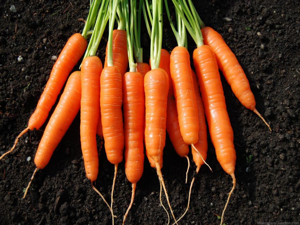 Featured image of post Simple Way to Carrot Vegetables Hd Images