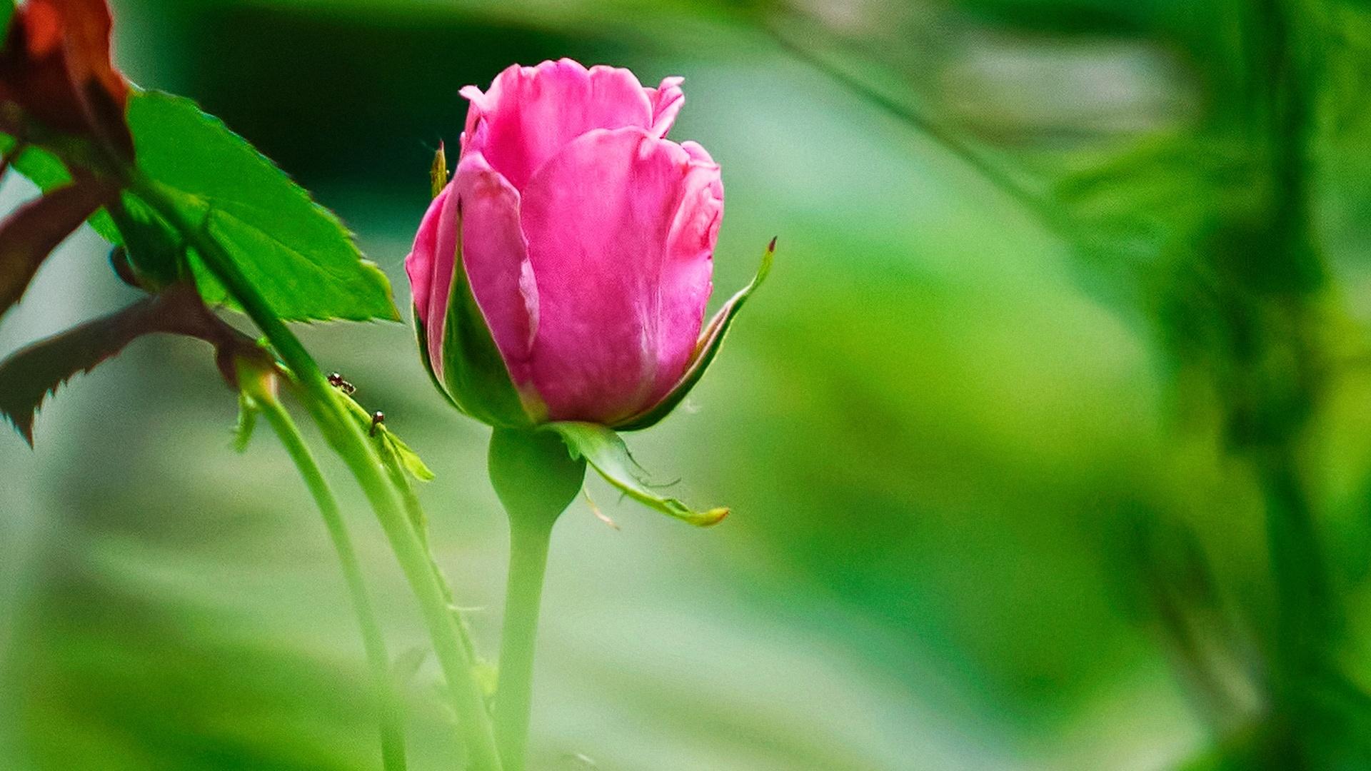 1920x1080 Very Cute Rose Plant Wallpaper