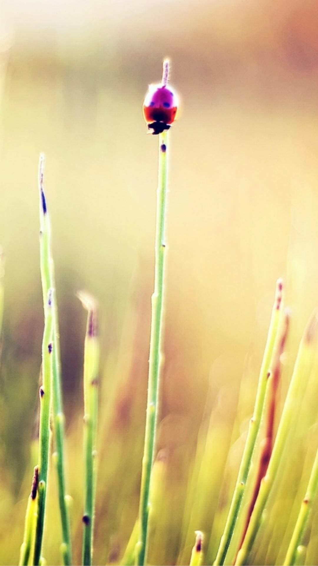 1080x1920 Nature Cute Bug On Plant Field Bokeh Blur iPhone 8