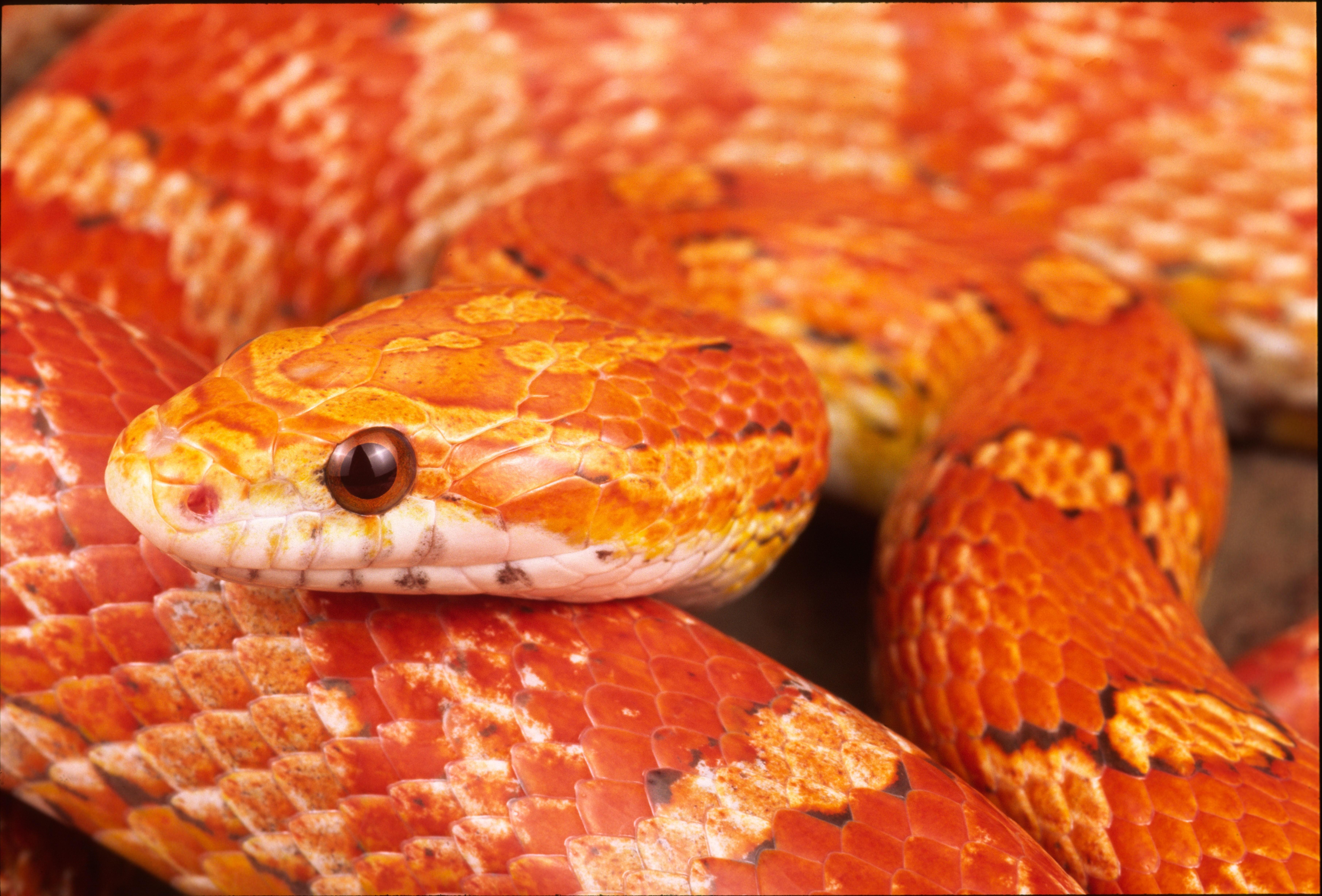 7248x4912 corn corn snake 7248x4912 wallpaper High Quality Wallpaper
