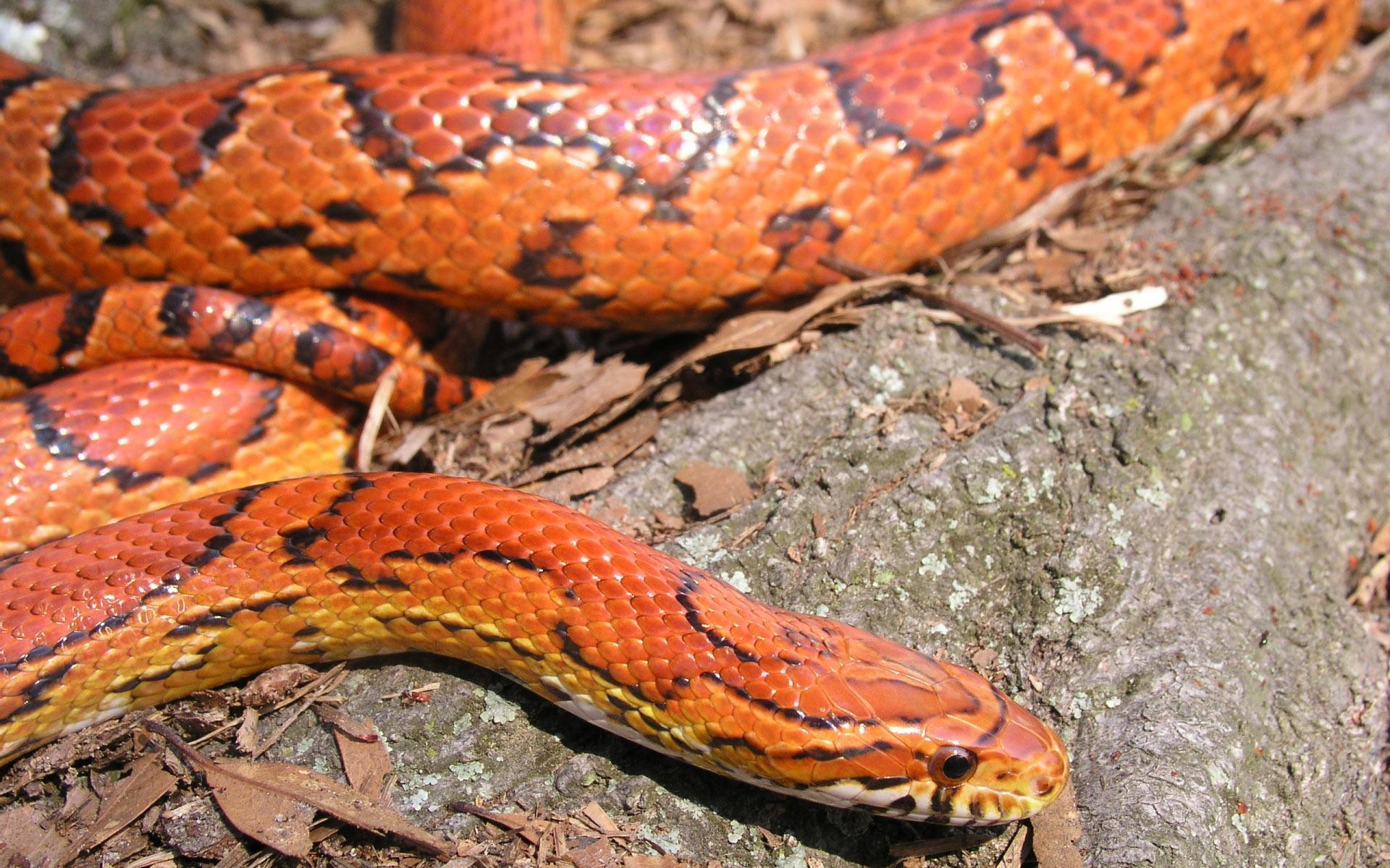 1920x1200 Corn Snake HD desktop wallpaper : Widescreen : High