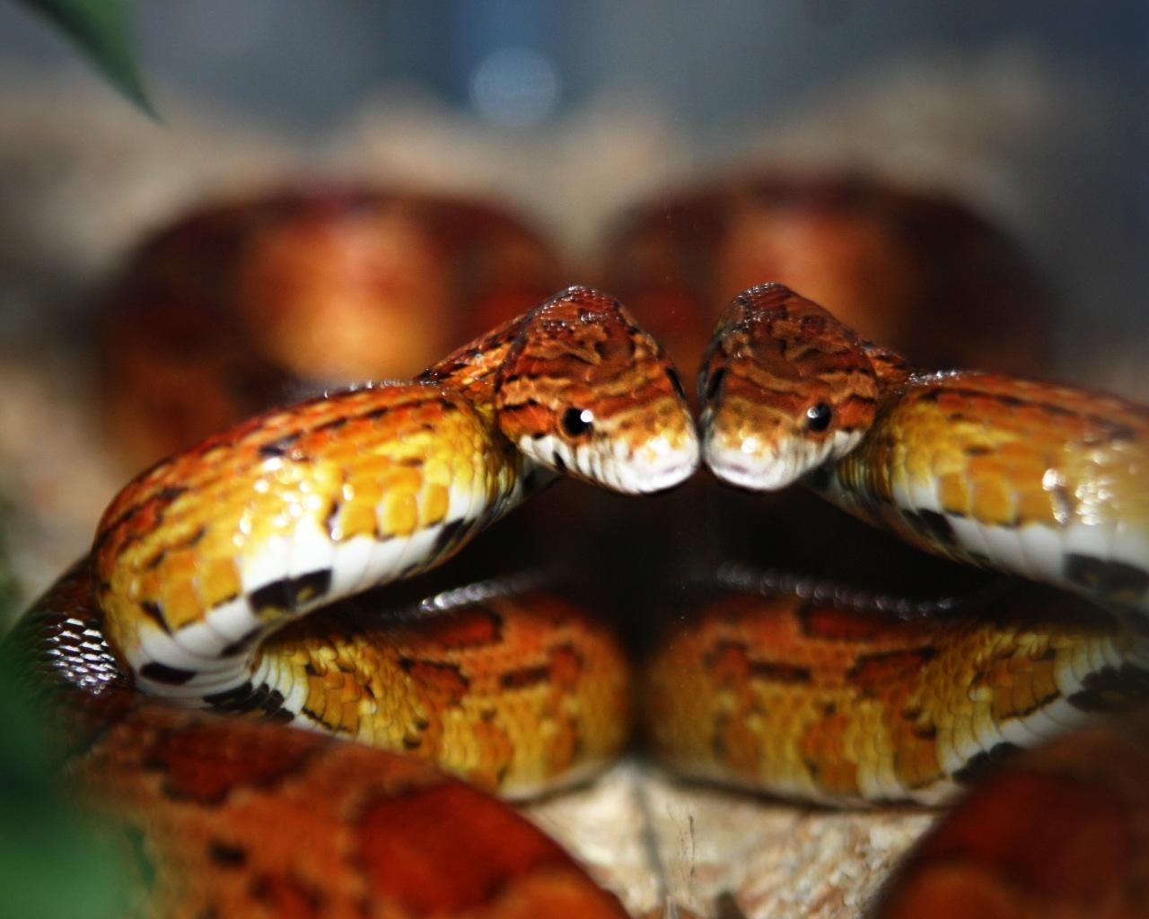 Corn Snake Wallpapers - Top Free Corn Snake Backgrounds - WallpaperAccess