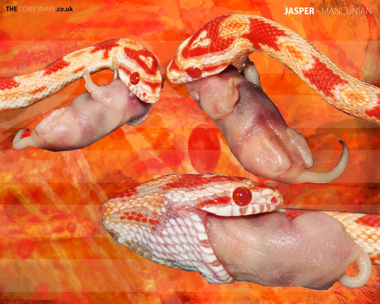 1280x1024 Corn Snake Wallpaper