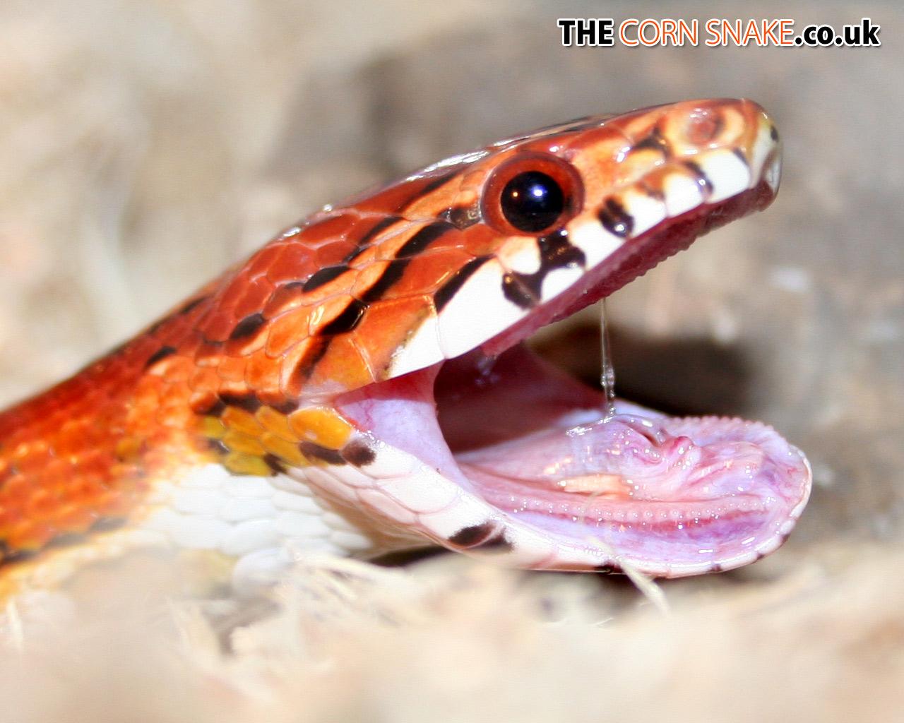1280x1024 The Corn Snake.co.uk Snake Downloads, Desktop Wallpaper