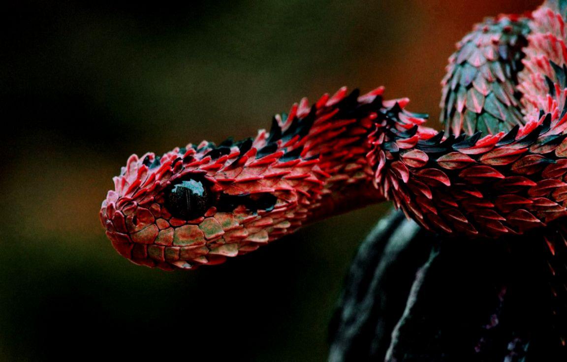 1152x736 Red Snake Wallpaper