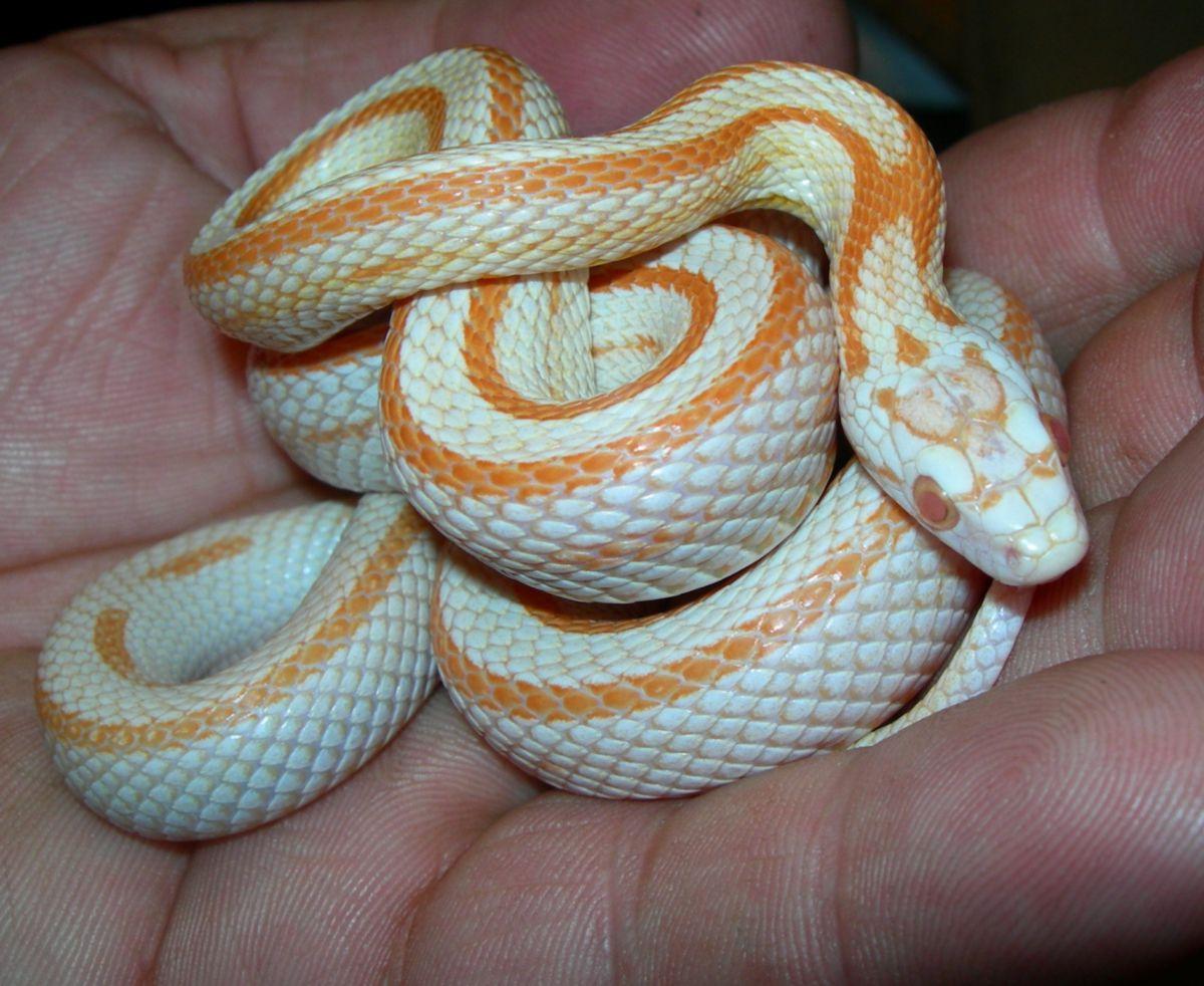 Corn Snake Wallpapers - Top Free Corn Snake Backgrounds - WallpaperAccess