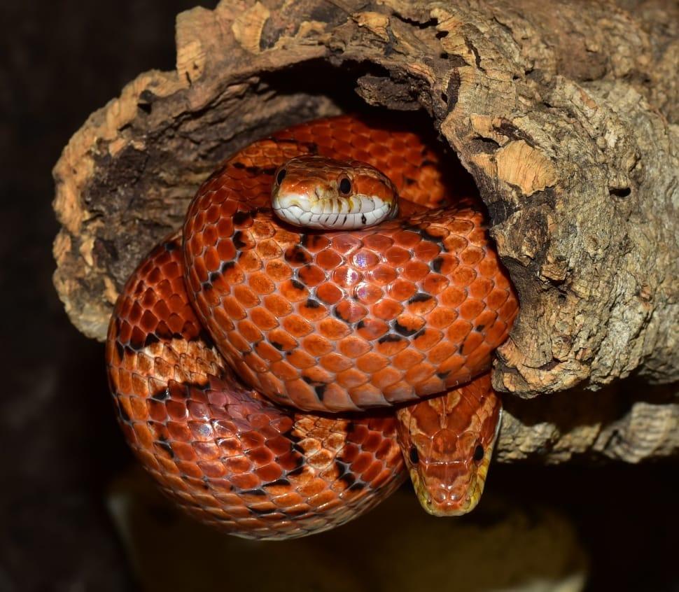 970x846 orange snake free image