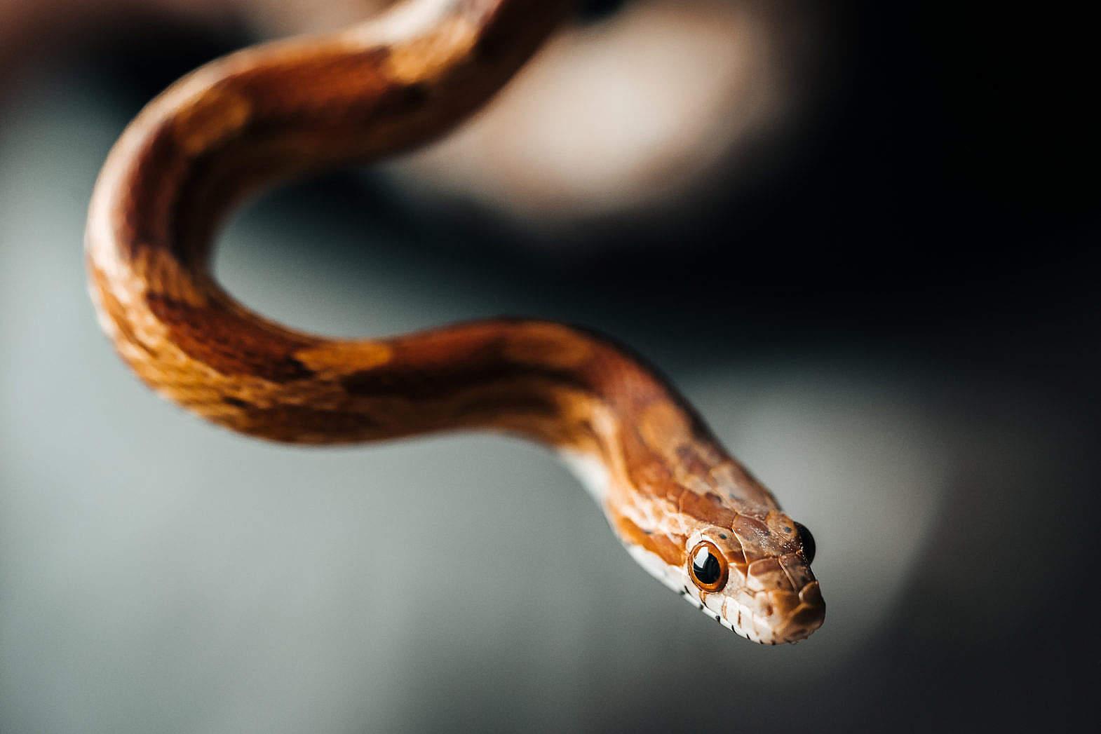 1570x1047 Little Corn Snake Portrait Free