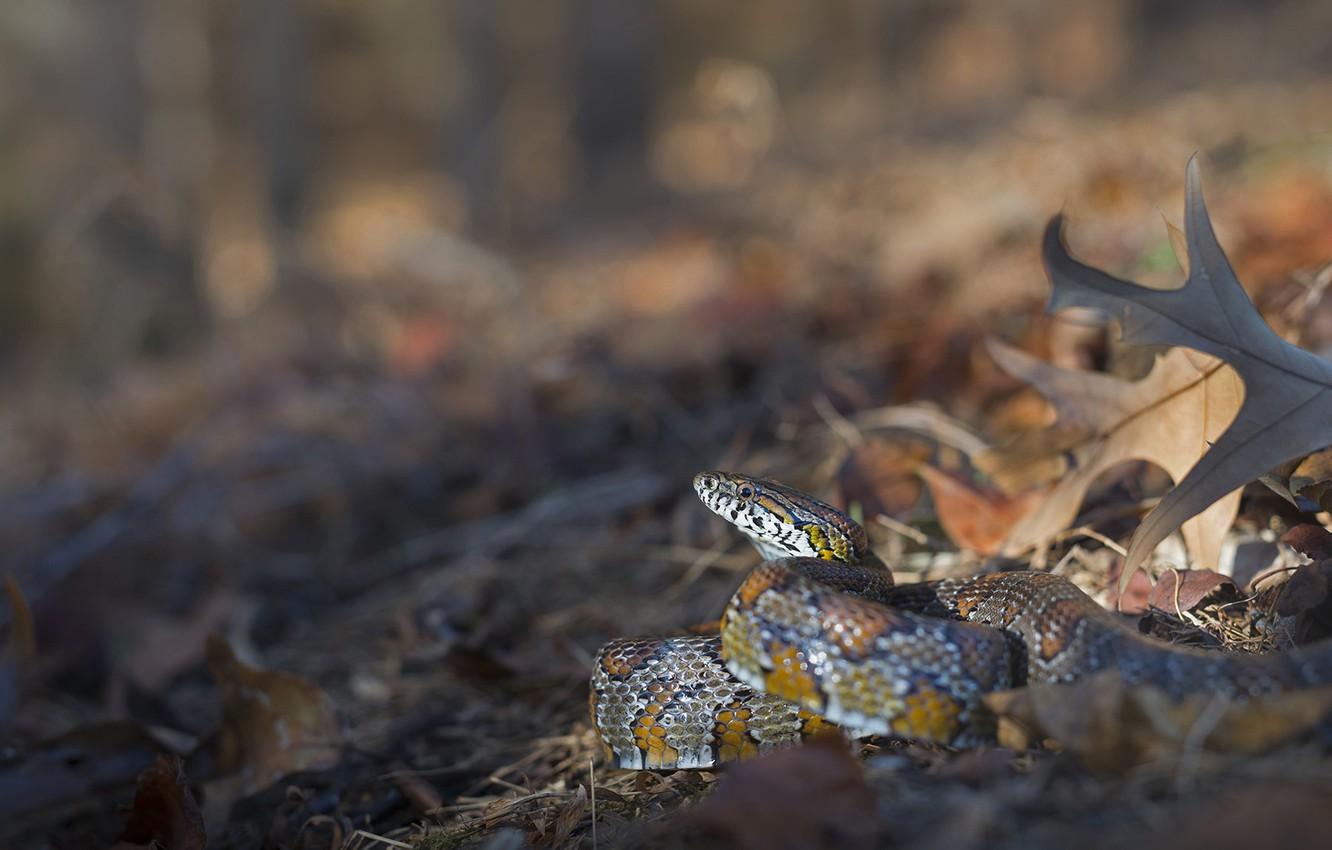 1332x850 Wallpaper leaves, snake, bokeh, Corn snake image