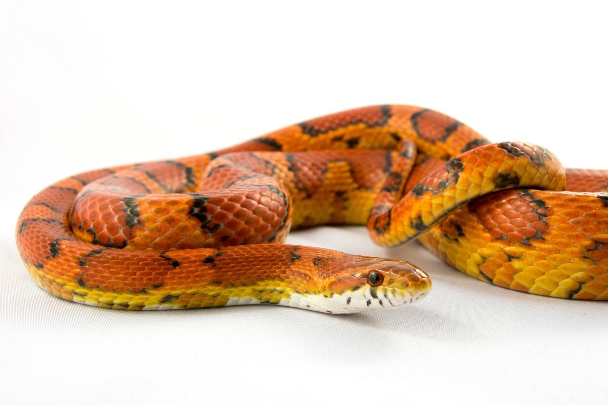 2048x1365 animals corn snake Wallpaper HD / Desktop and Mobile