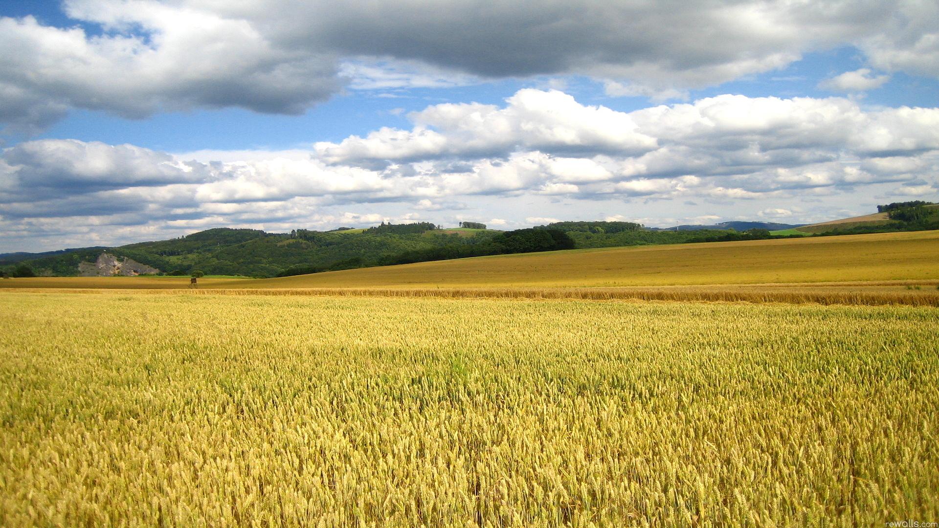 Corn Field Wallpapers - Top Free Corn Field Backgrounds - WallpaperAccess