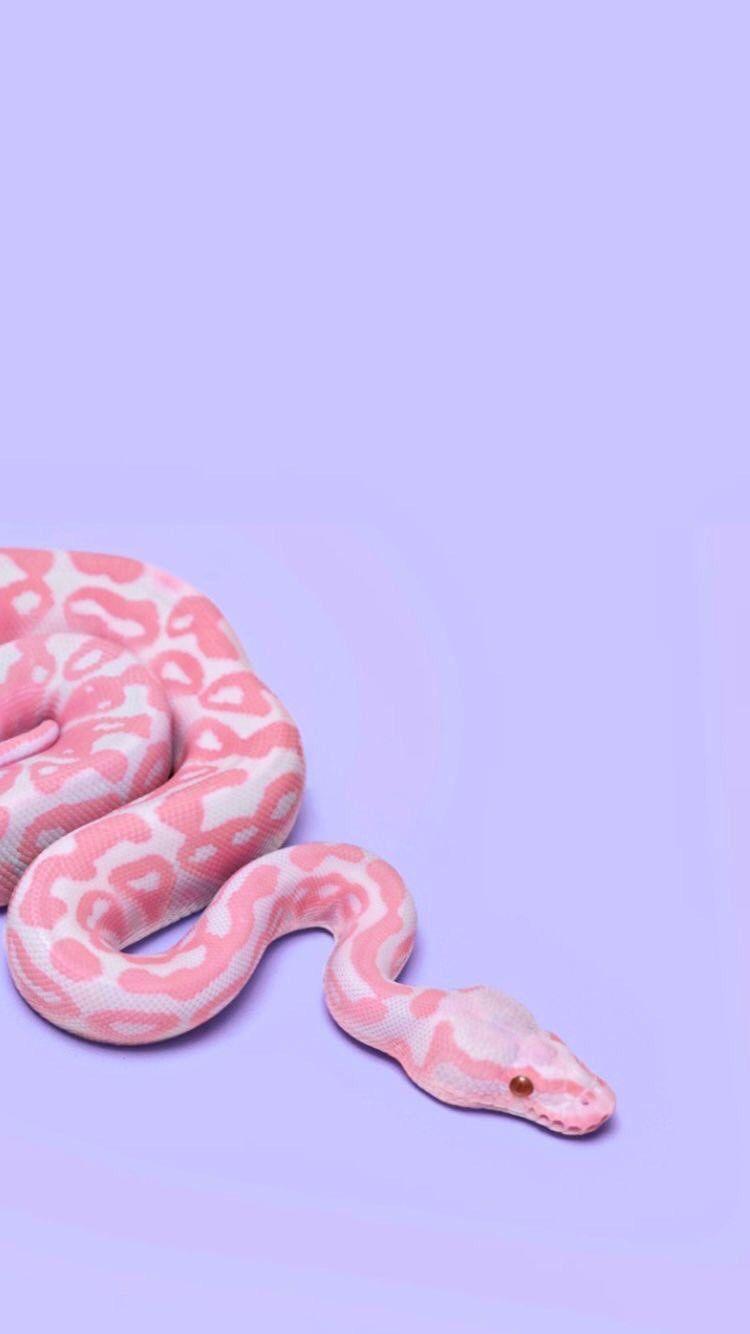 750x1334 iPhone wallpaper. Snake