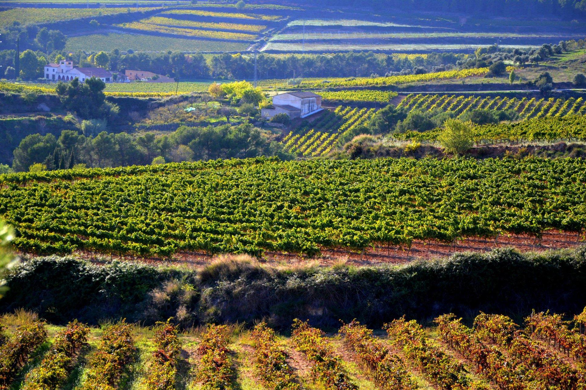 1920x1280 Agriculture HD Wallpaper and Background Image