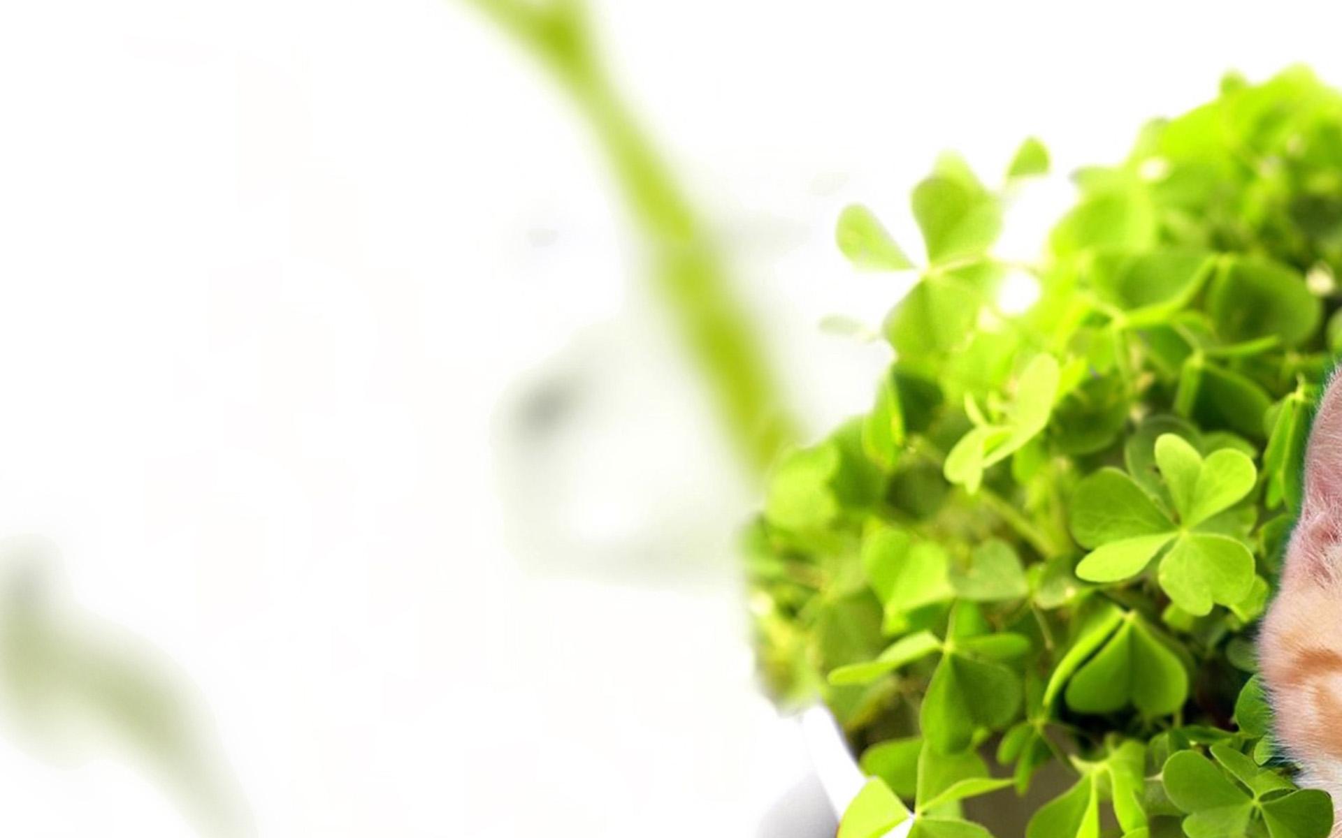 1920x1200 Green Plant Wallpaper