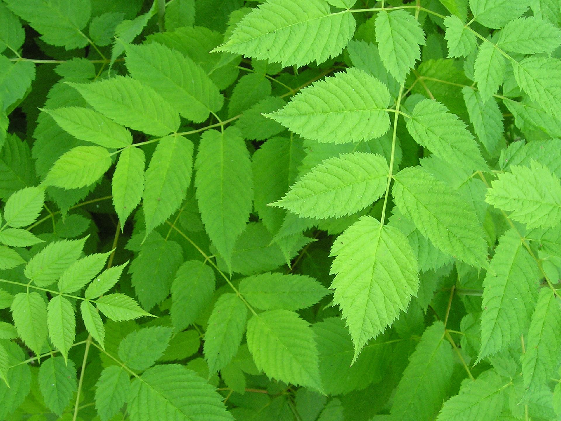 1920x1440 Another Green Plant Wallpaper