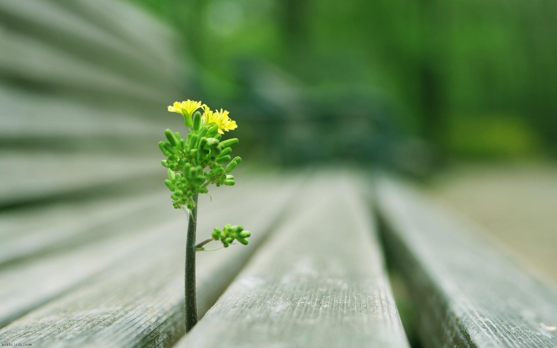 1920x1200 Plant Wallpaper