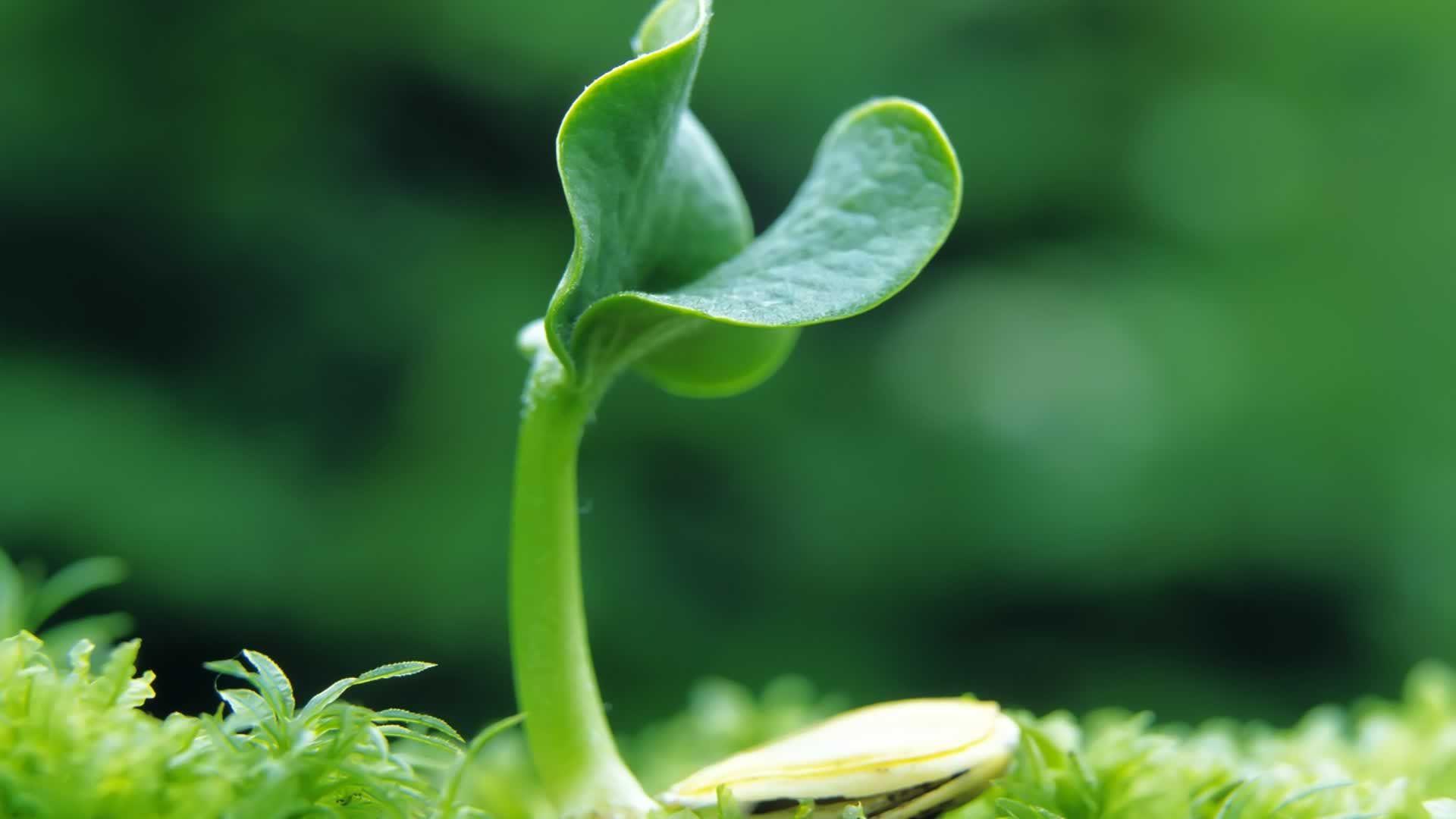 1920x1080 Planting Wallpaper