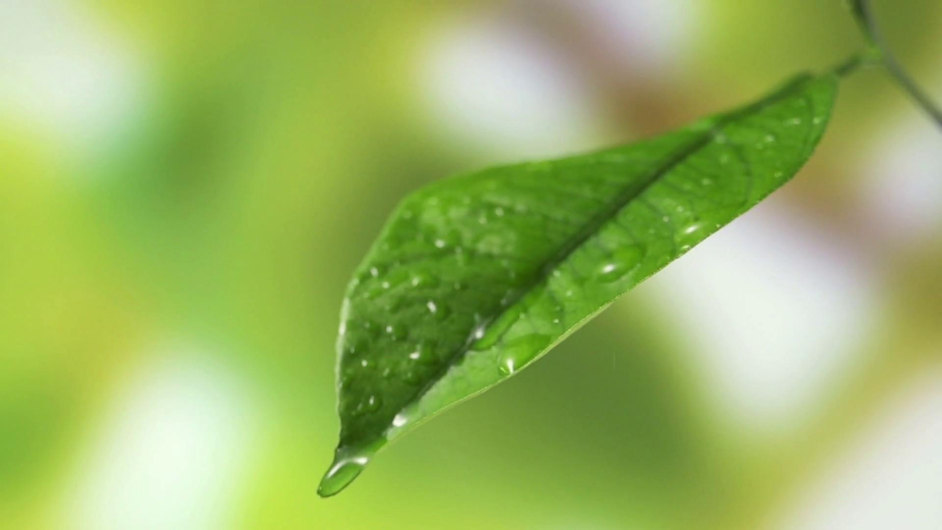 1920x1080 Background HD 1920x1080 Green