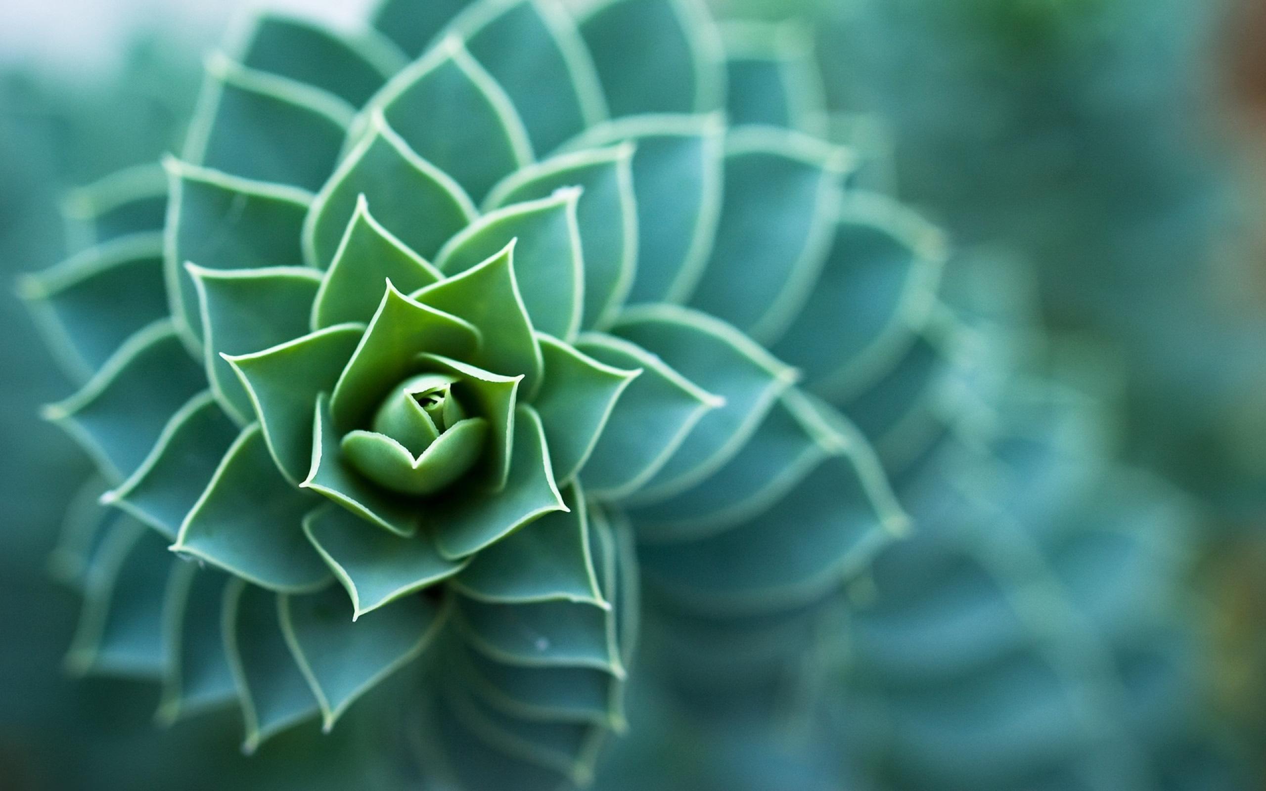 2560x1600 Free photo: Macro Plant, Wild, Nature