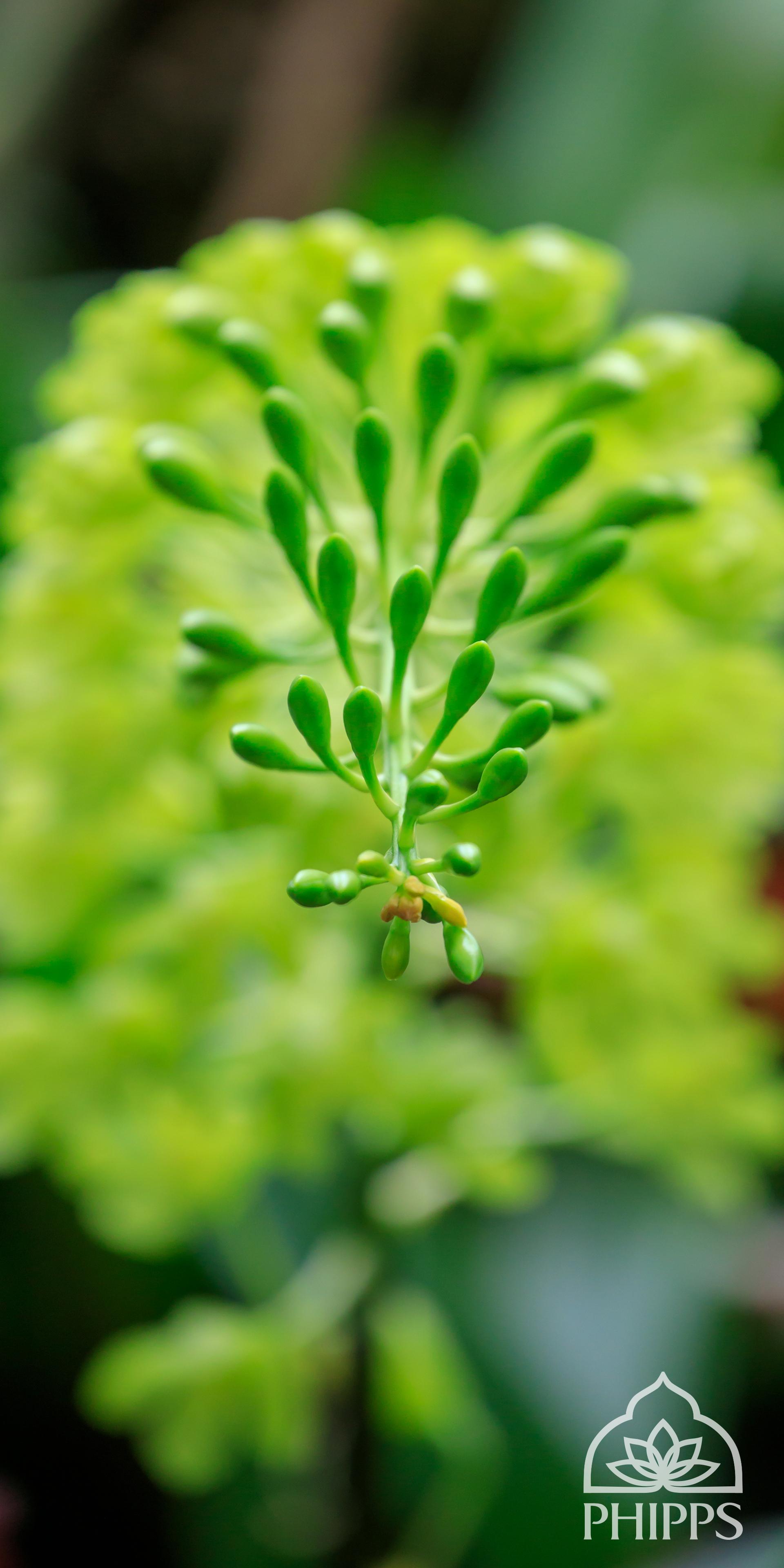 1920x3840 Mobile Wallpaper. Phipps Conservatory and Botanical