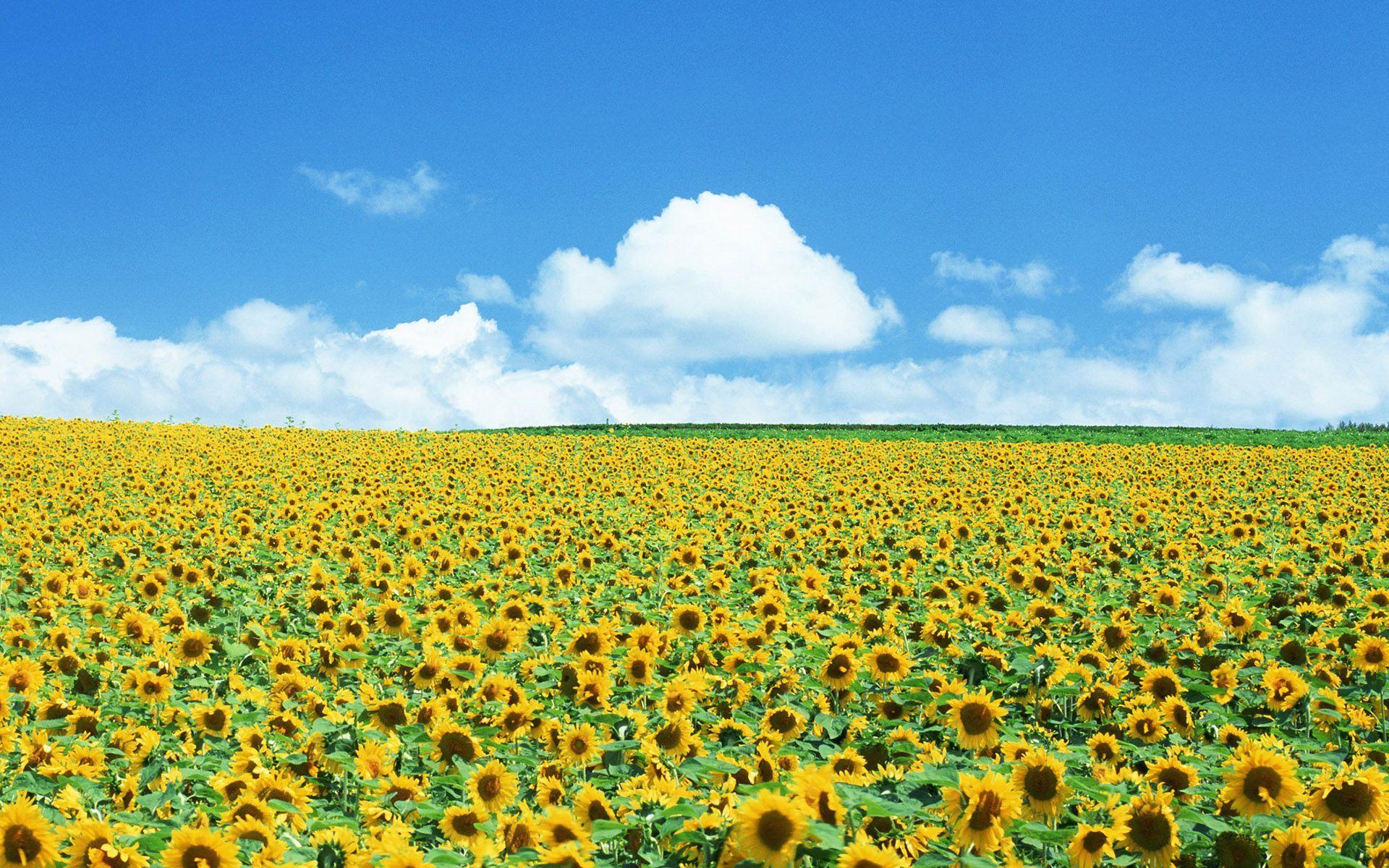 Sunflower Field Wallpapers - Top Free Sunflower Field Backgrounds ...