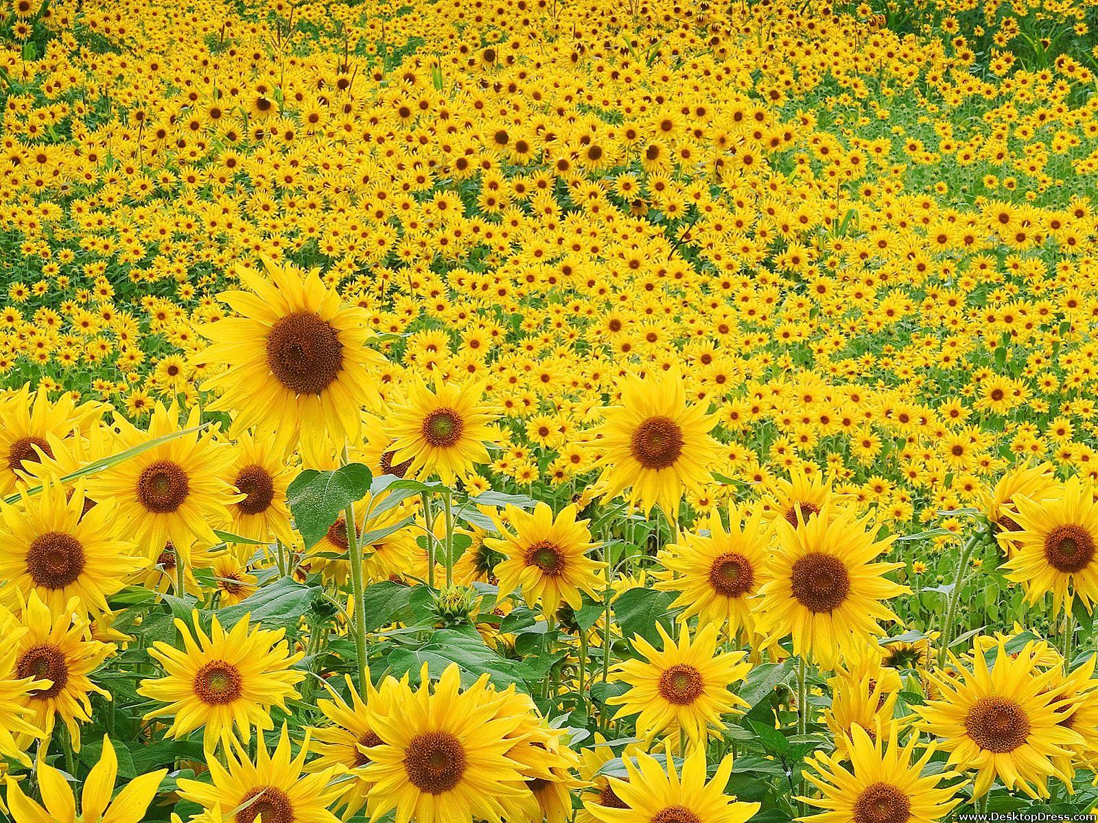 1600x1200 Desktop Wallpaper Flowers Background Sunflower Field