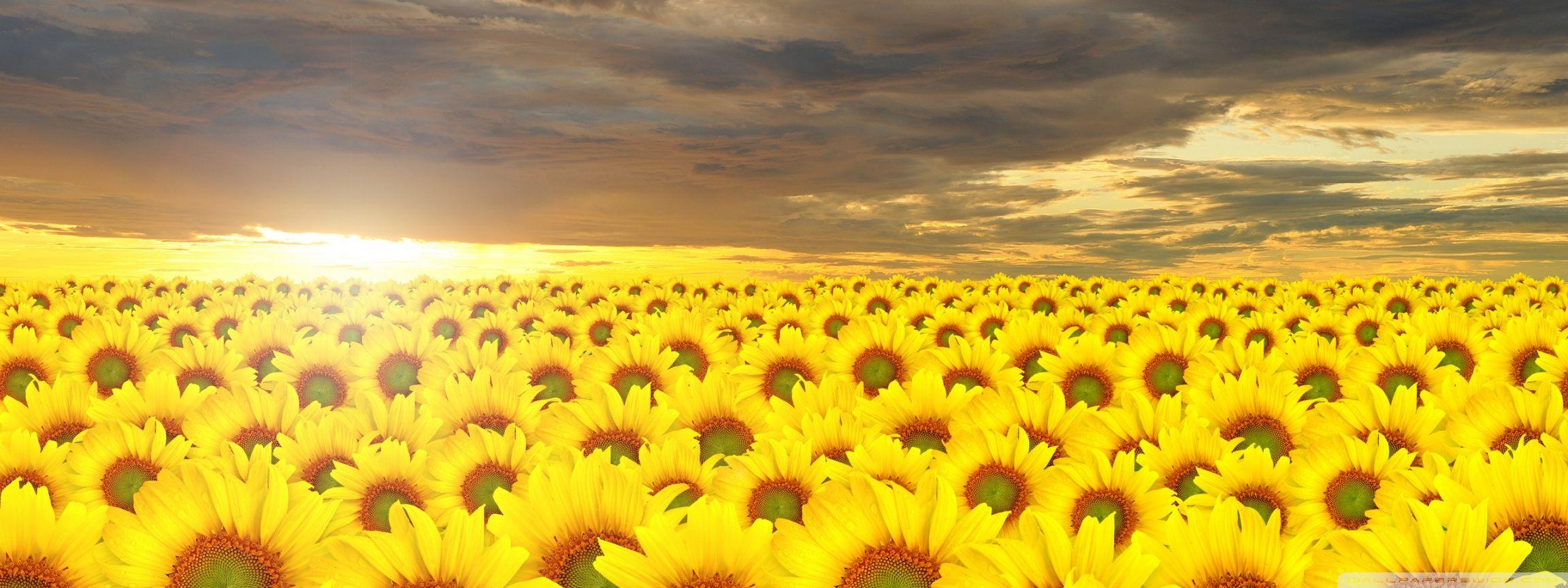 Wallpaper ID 286520  sunflower sunflower field flora field flowers 4k  wallpaper free download