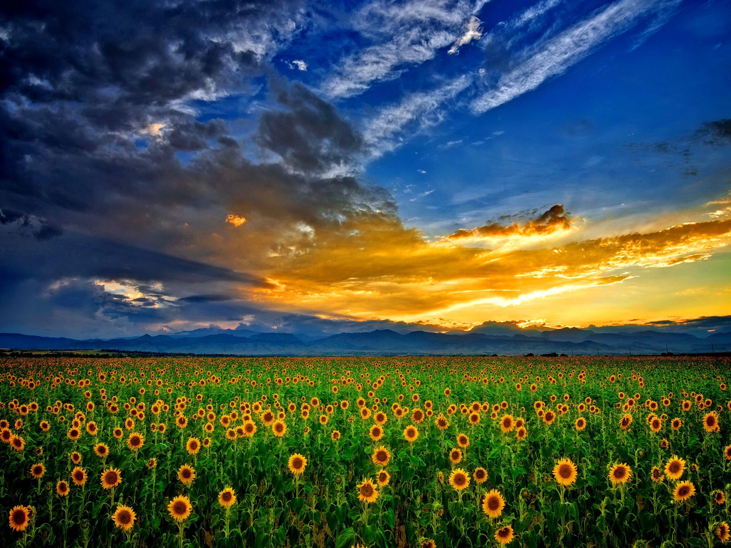 2560x1920 Sunflower Field Wallpaper