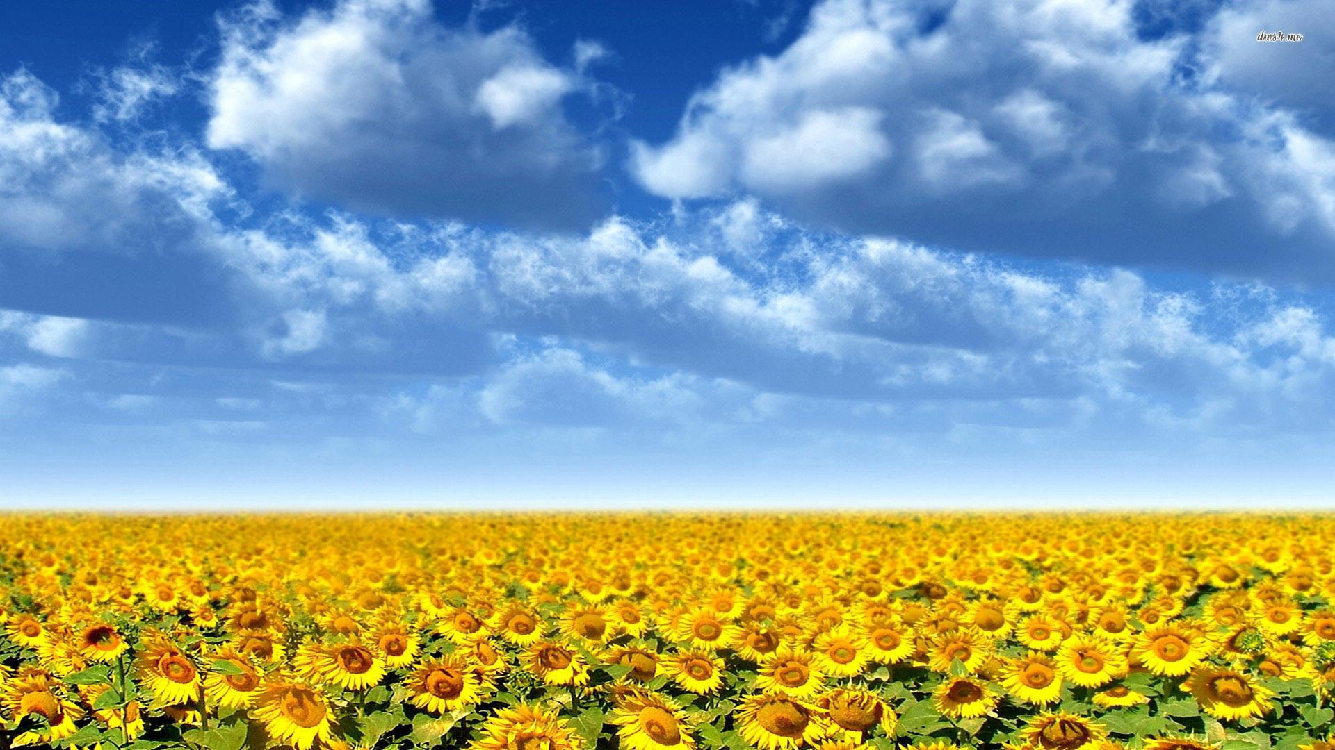 1920x1080 Sunflower field wallpaper wallpaper