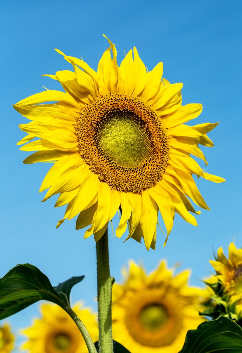 1000x1461 Sunflower Image: Download HD Picture & Photo