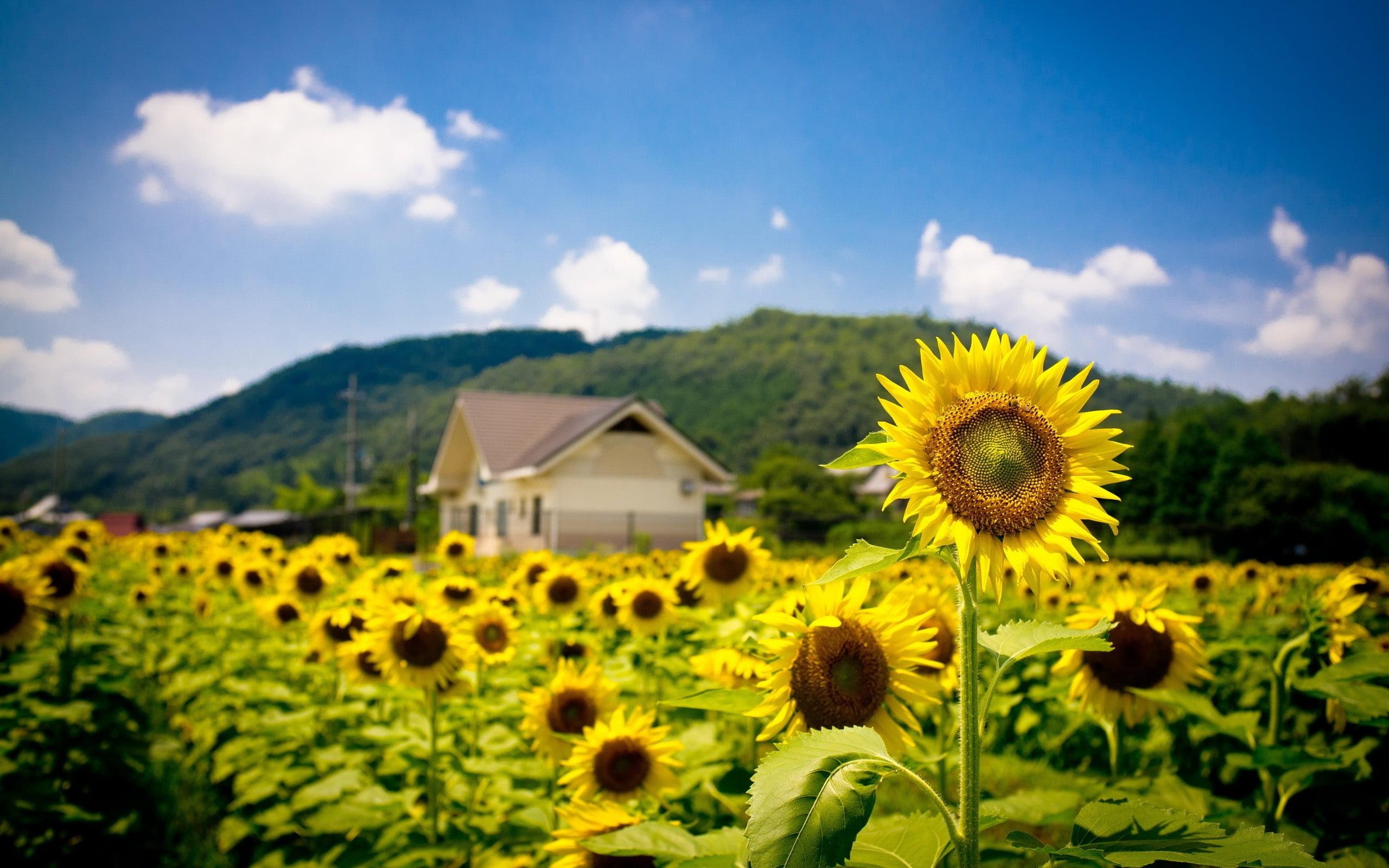 2560x1600 Yellow sunflower field, nature, sunflowers, landscape HD